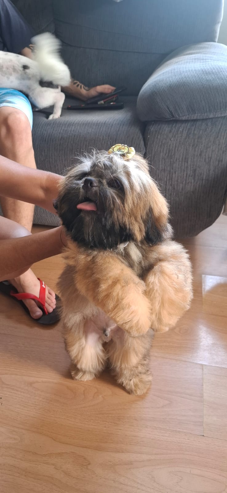 Filhote de Shih tzu  - Foto 2