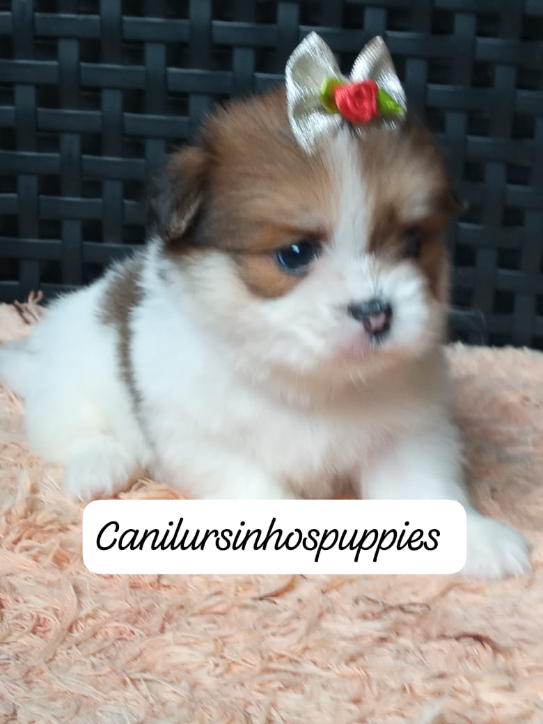 Portal Vendocão lhasa apso adquira hoje seu bebe #canilursinhospuppies  santos 