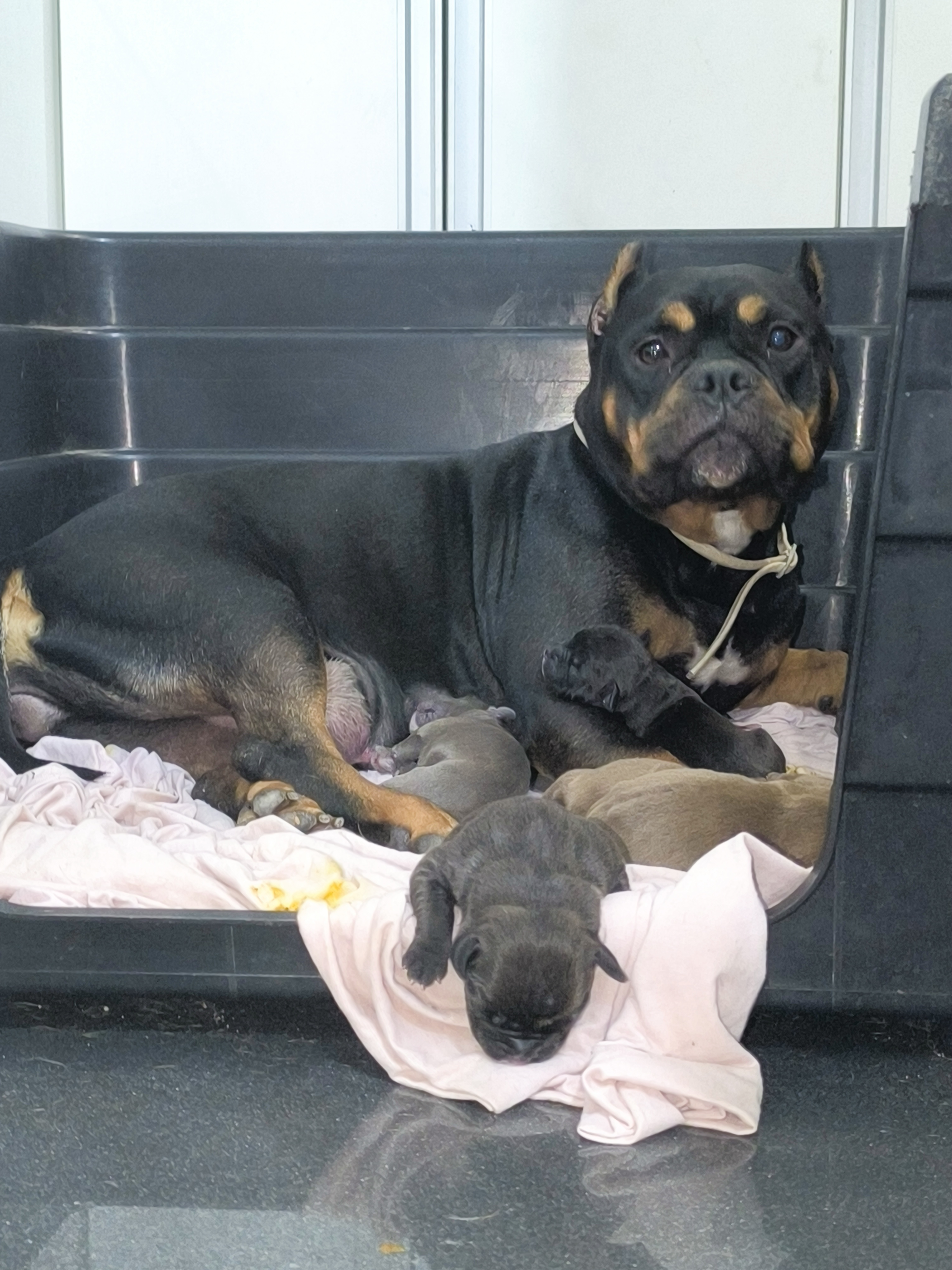Portal Vendocão American Bully poket Sabará