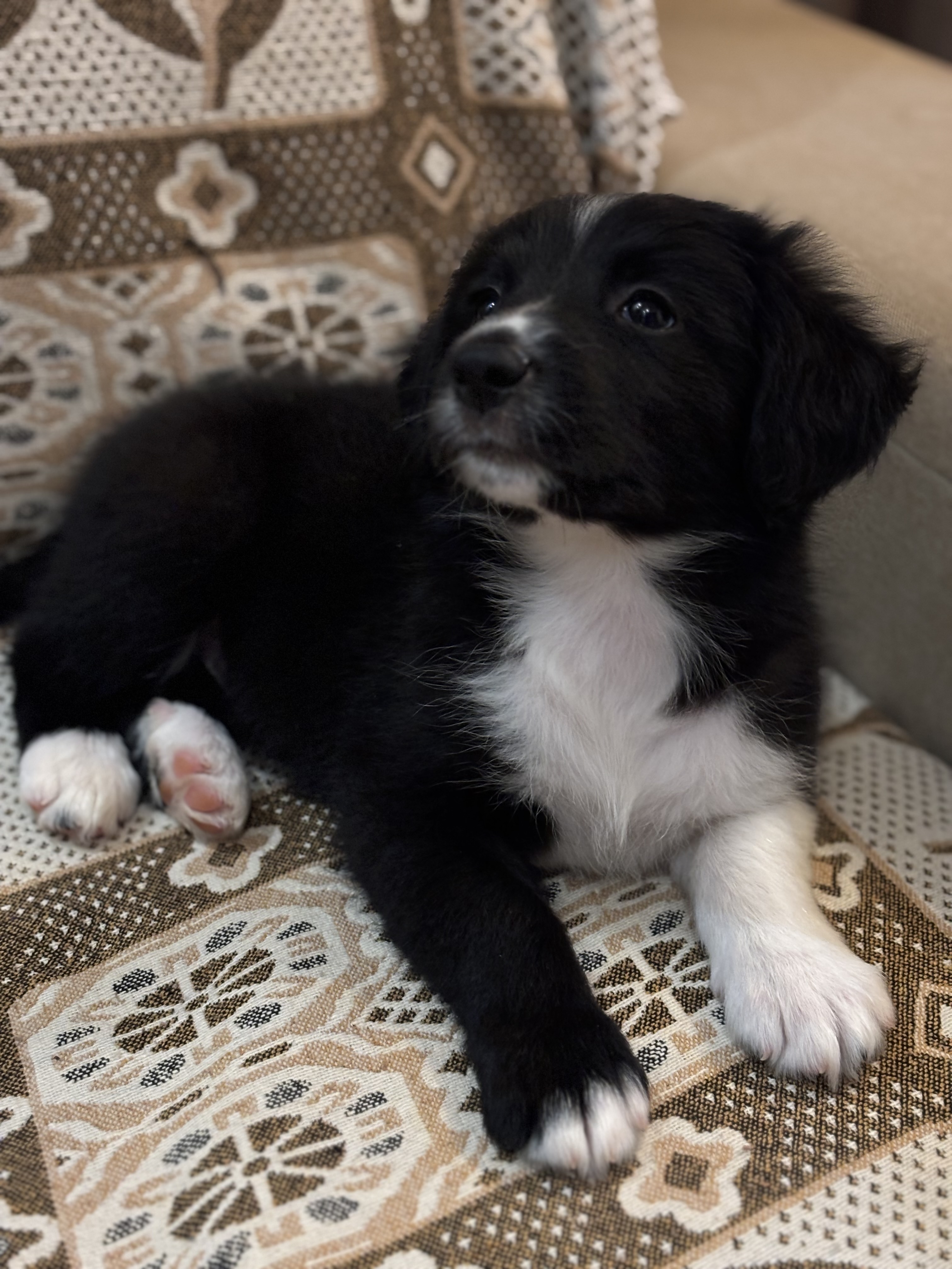 Portal Vendocão Vendo lindos filhotes de border collie  Santa Bárbara mg