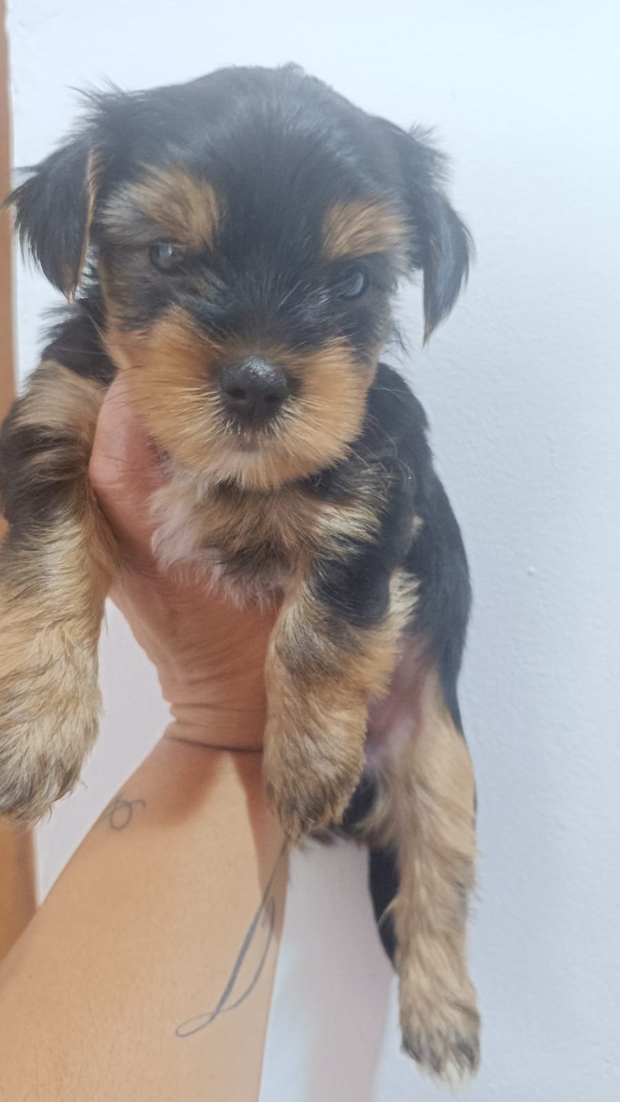 Vendo Yorkshire Terrier  - Foto 2