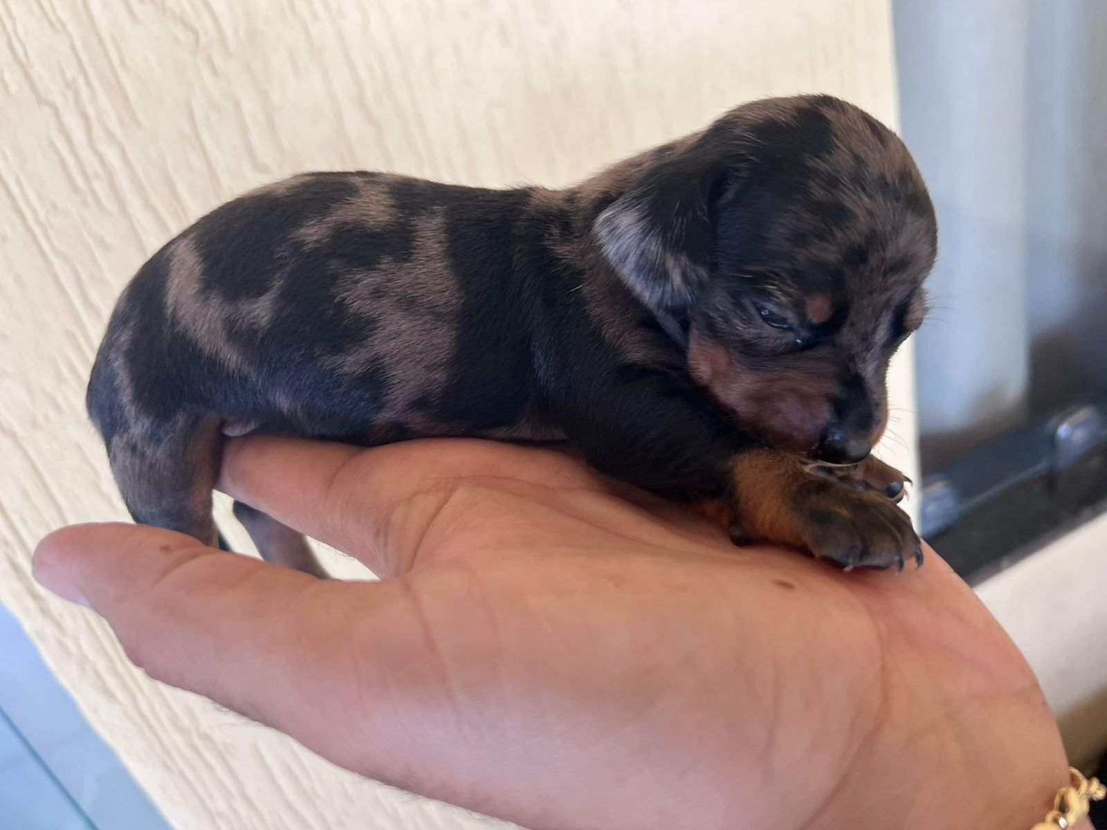 Filhotes de Salchicha daschund - Foto 3