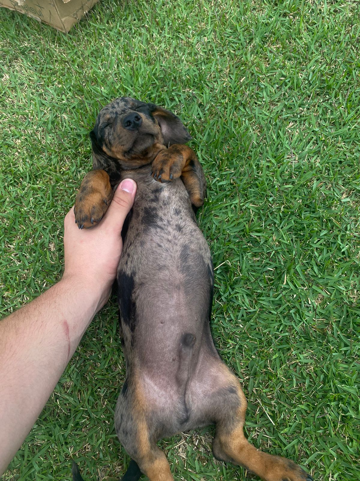 Portal Vendocão Lindos filhotes de Dachshund Sertão