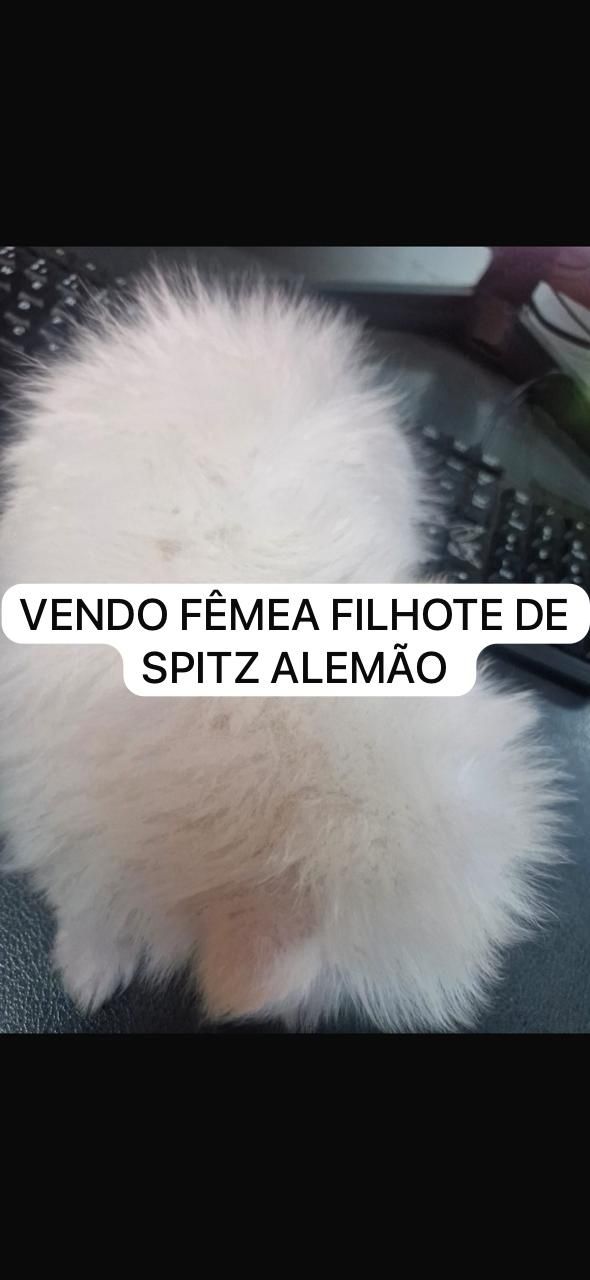 Portal Vendocão mini spitz alemão Lulu-da-pomerânia  Goiânia