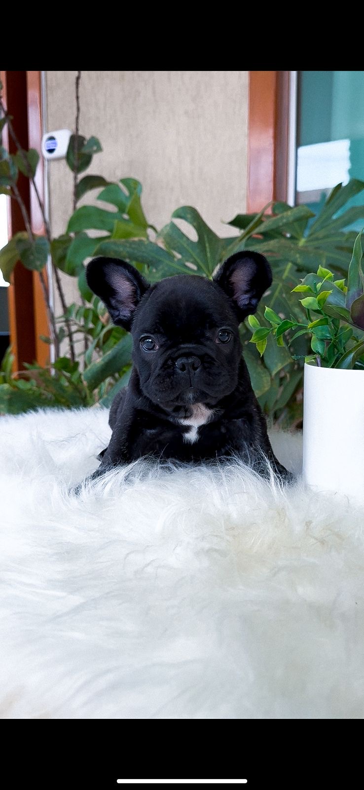 Portal Vendocão Bulldog francês macho  Belo Horizonte 