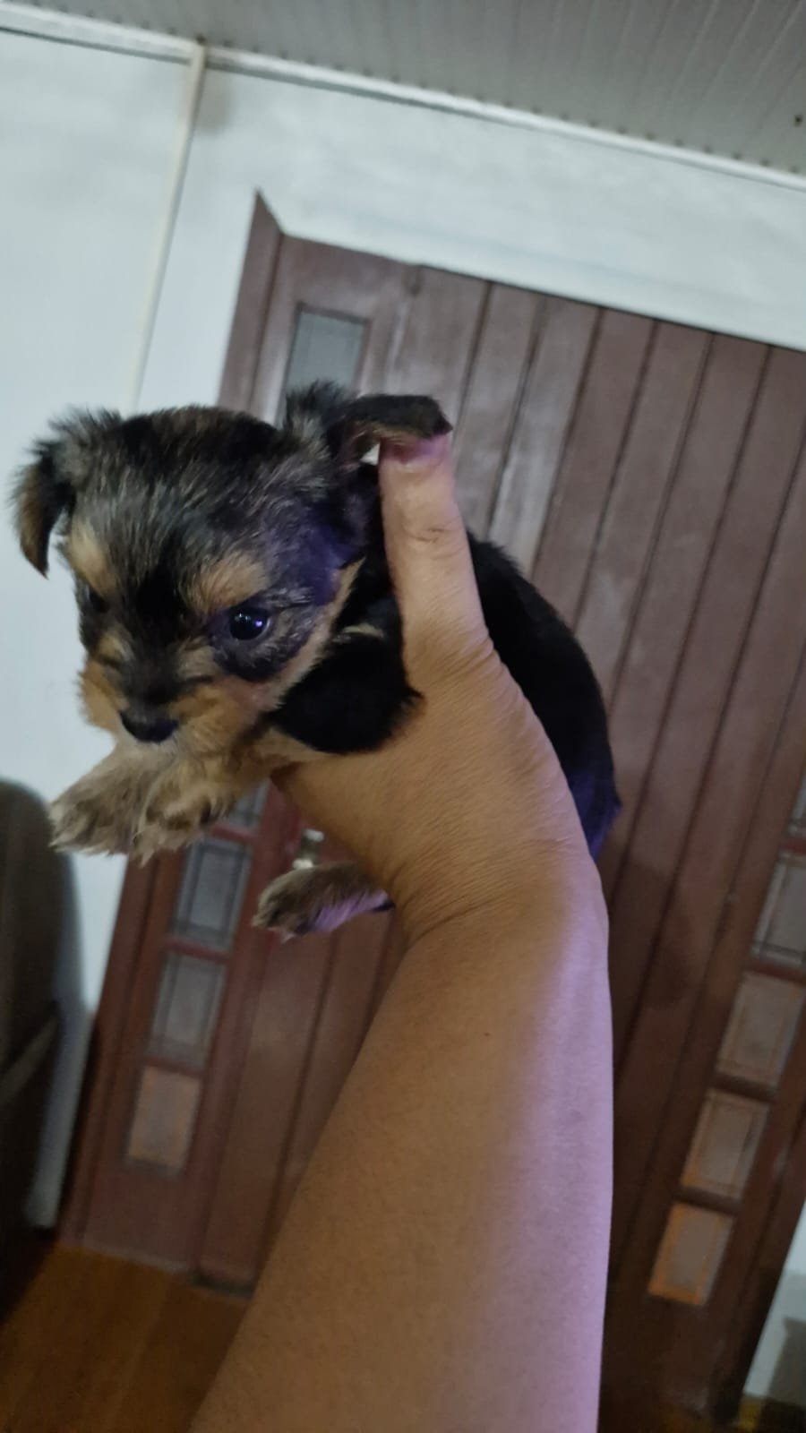 Vendo filhotes de yorkshire - Foto 4