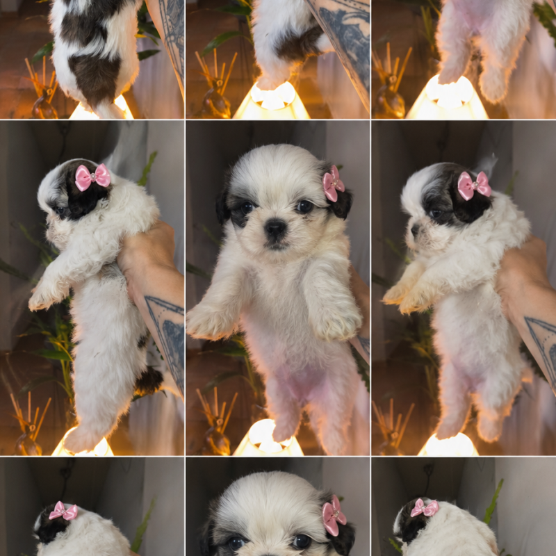 Filhotes de Shih Tzu lindos e carinhosos