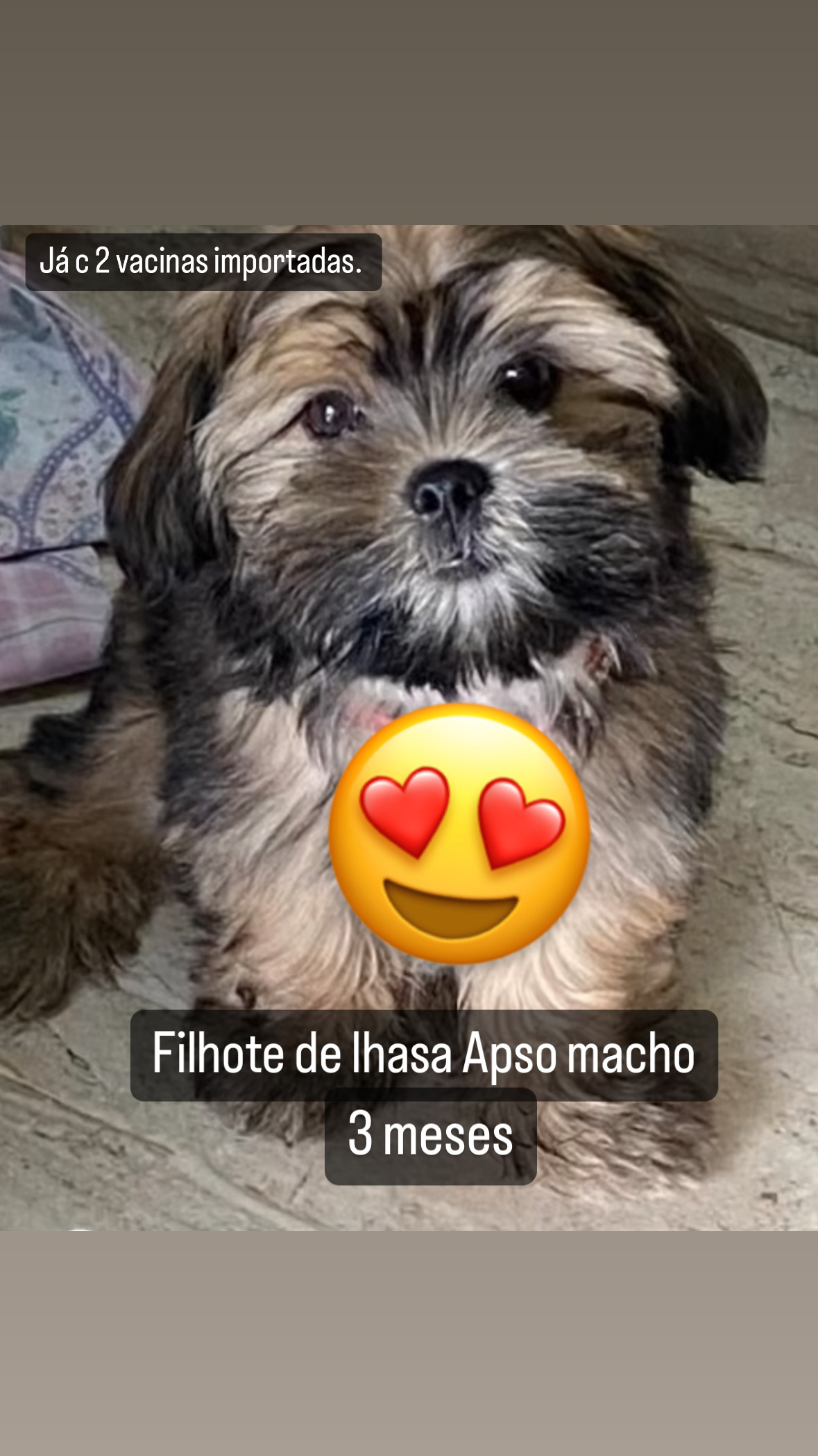 Portal Vendocão Filhote Lhasa Apso macho Governador Valadares 