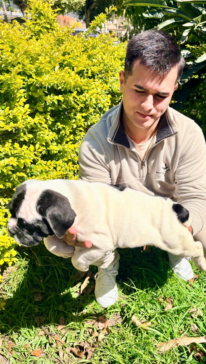 Portal Vendocão FILHOTE BULDOGUE CAMPEIRO COM PEDIGREE Pelotas