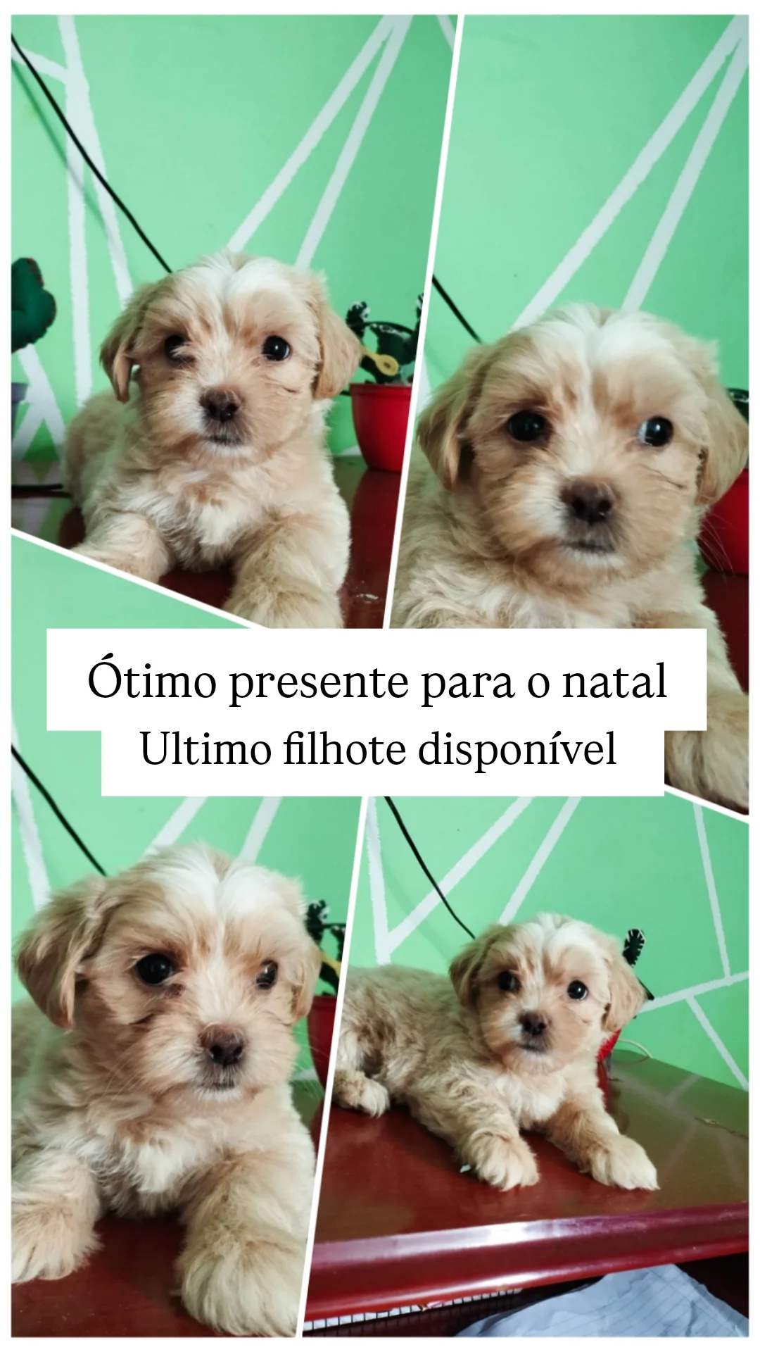 Portal Vendocão Shitzu  TRES CORACOES