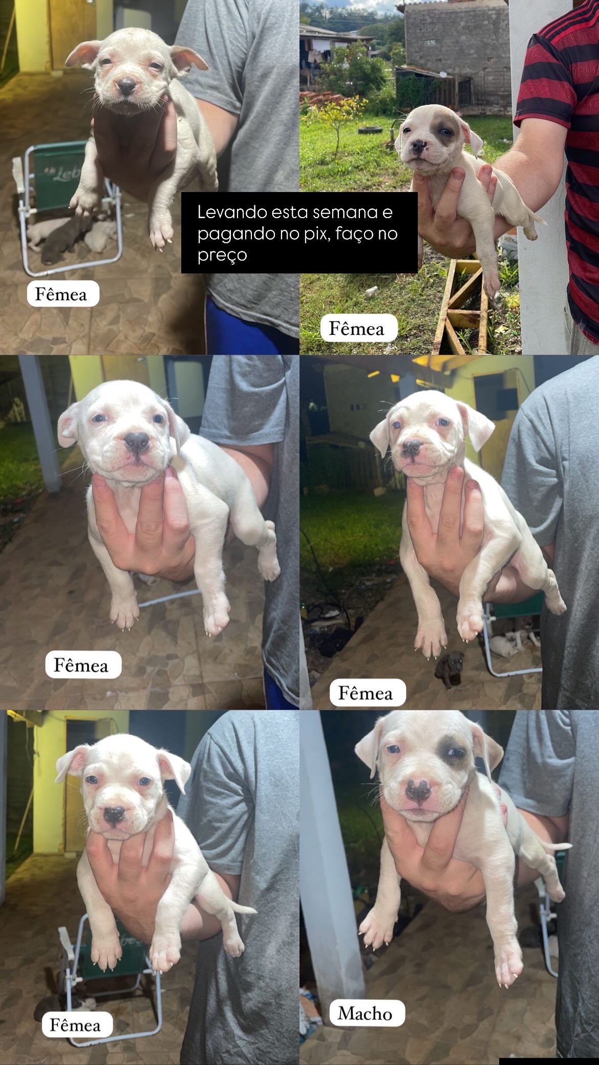Filhote de pitbull 