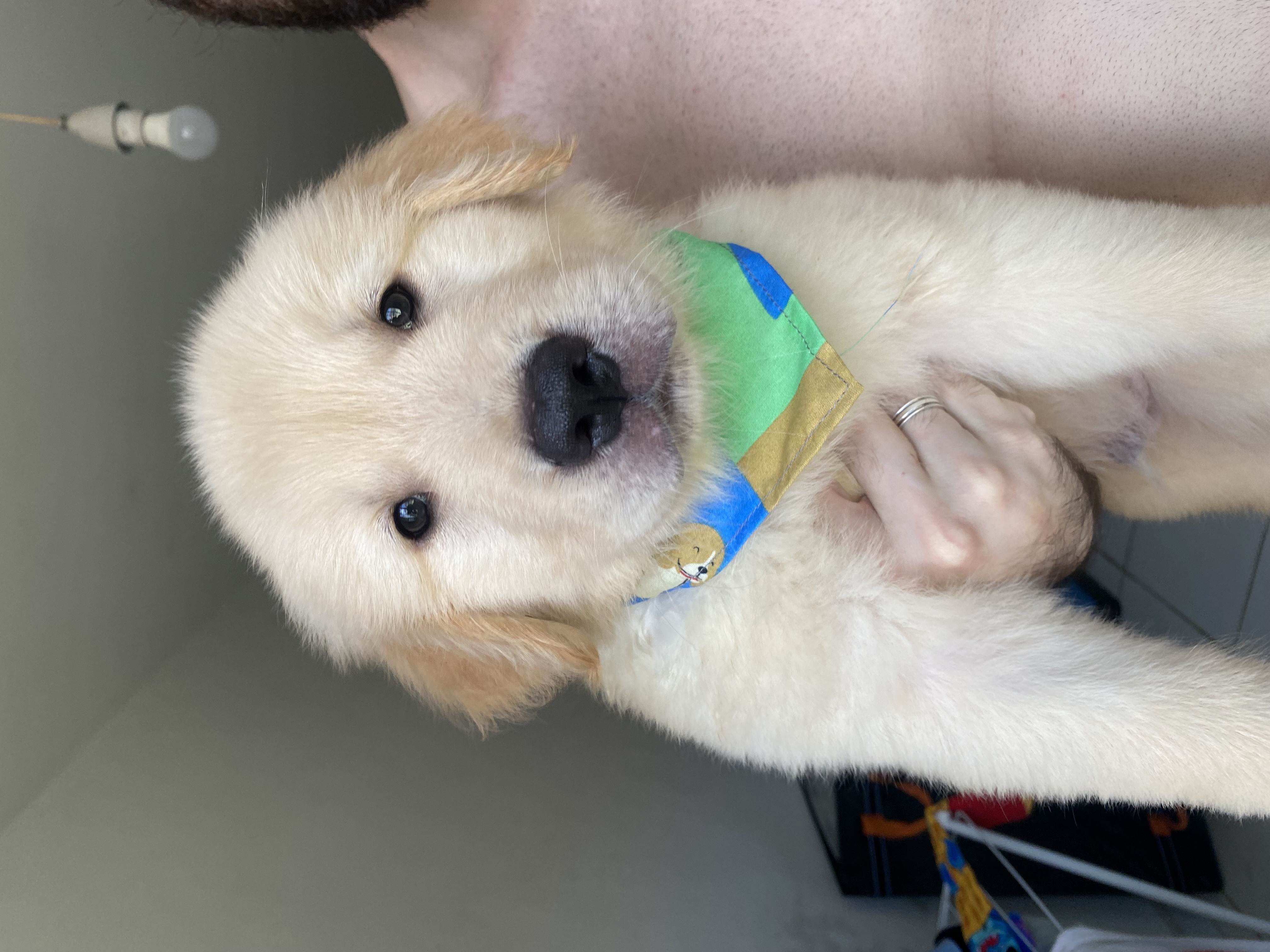 FILHOTES GOLDEN RETRIEVER - Foto 2