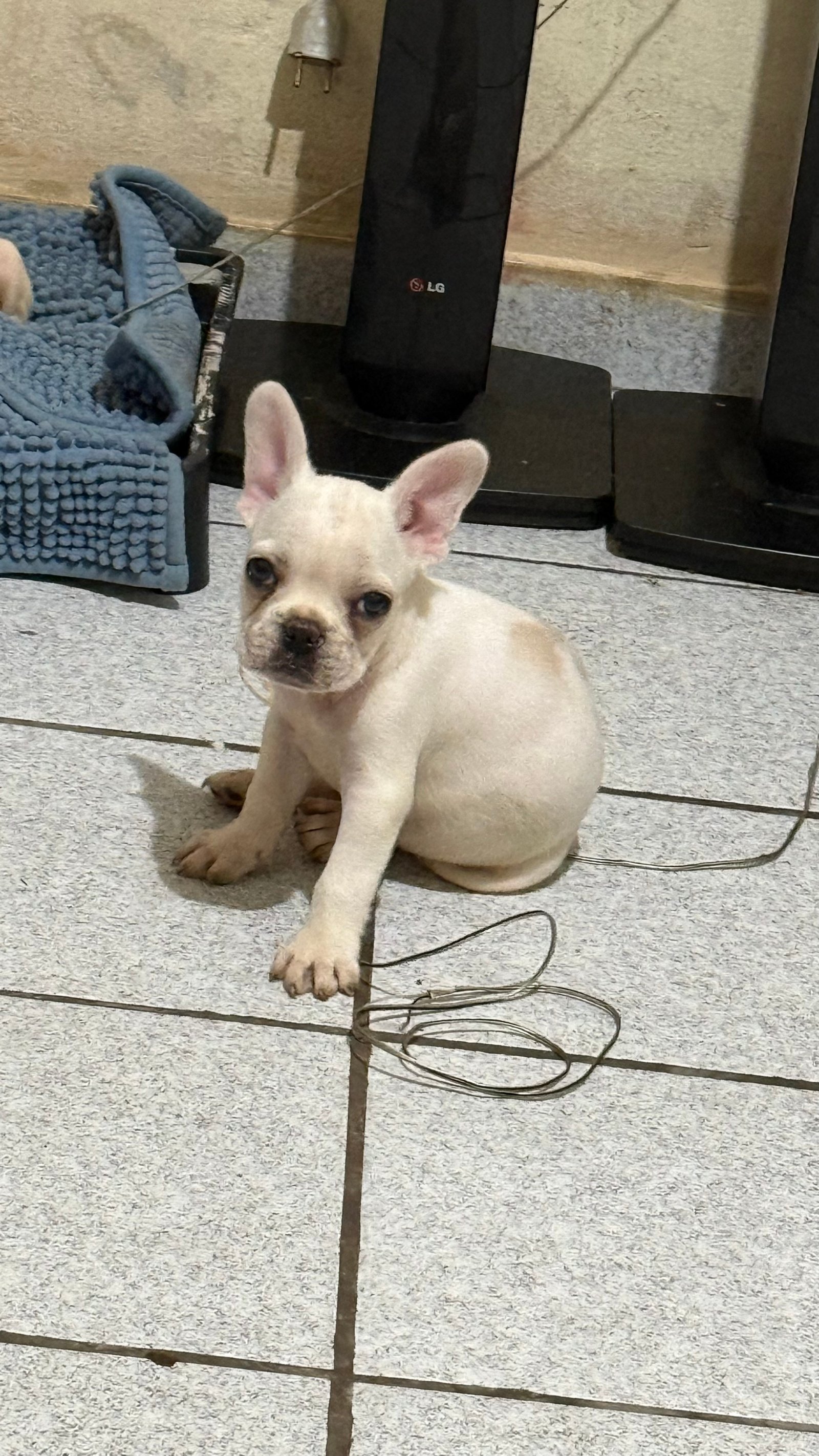Bulldog francês macho  - Foto 2