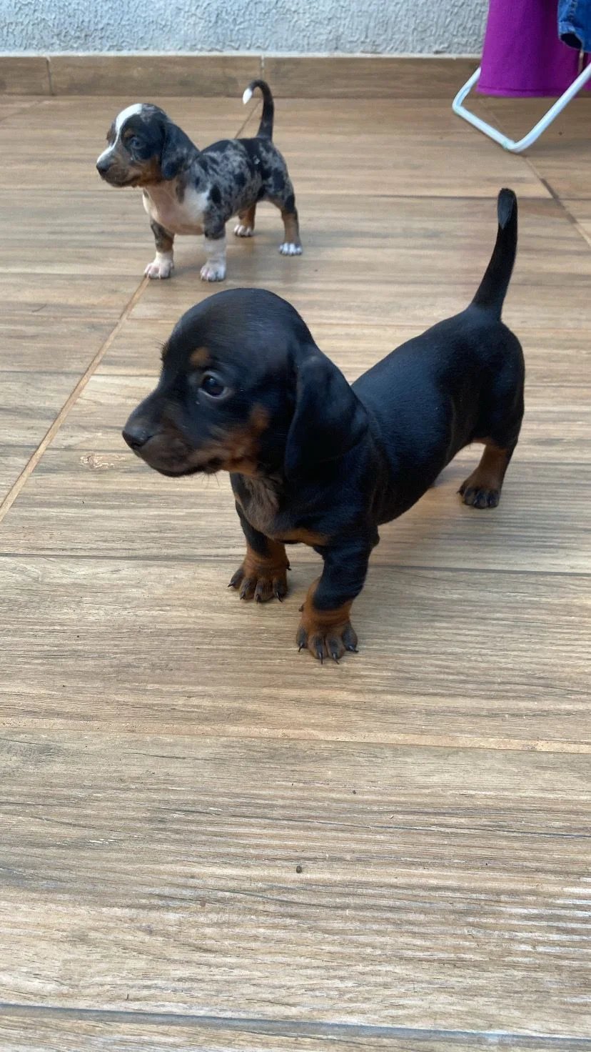 Vendo filhotes de Dashund salsicha  - Foto 2