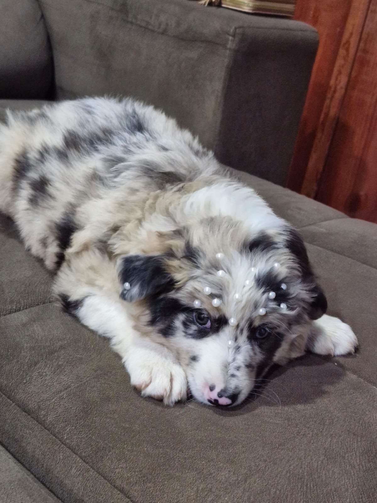 Border Collie  - Foto 1