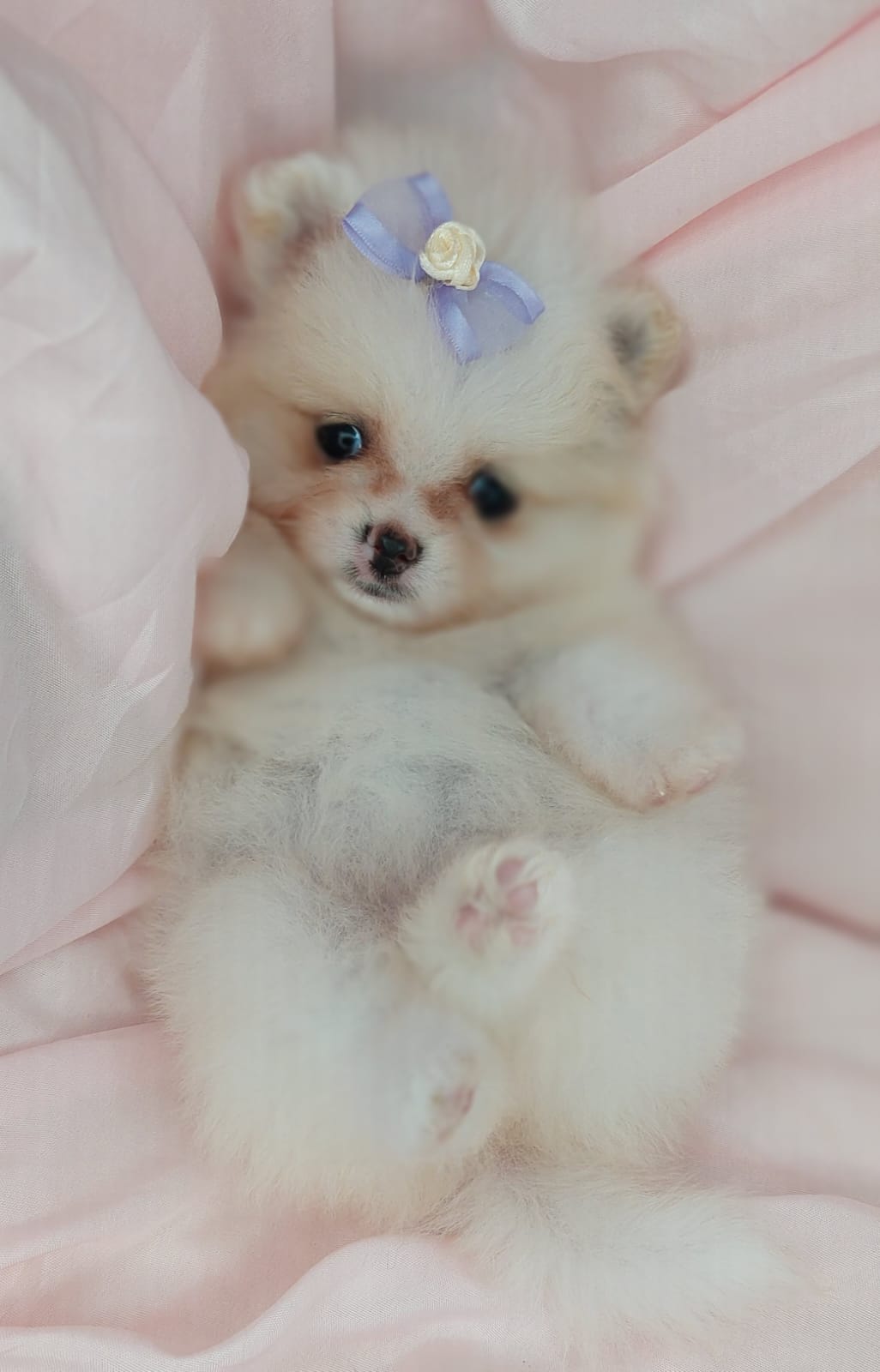 Portal Vendocão filhotes de lulu da pomerania Porto Alegre