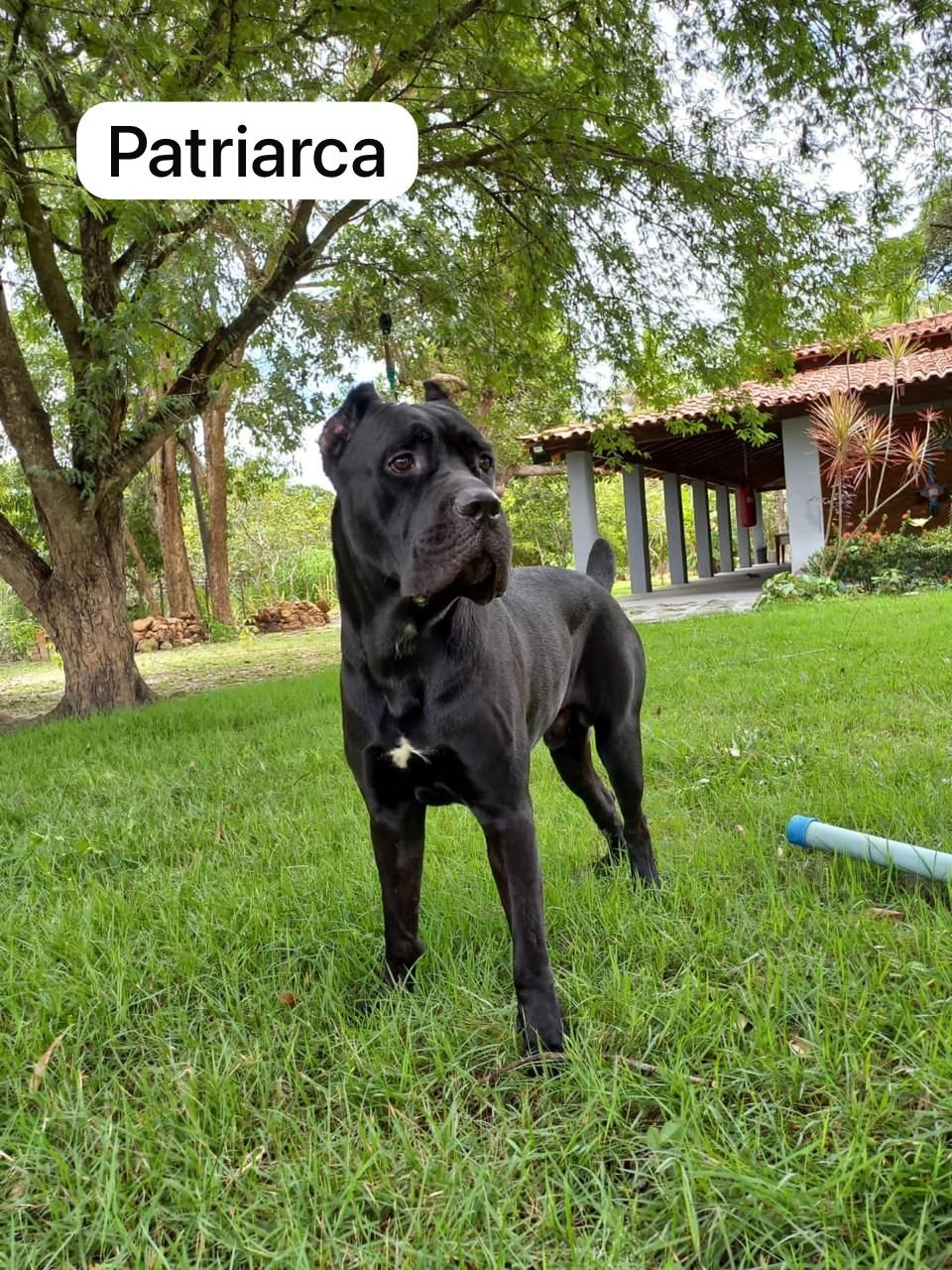 Nova ninhada Princesa x Palermo  - Foto 3