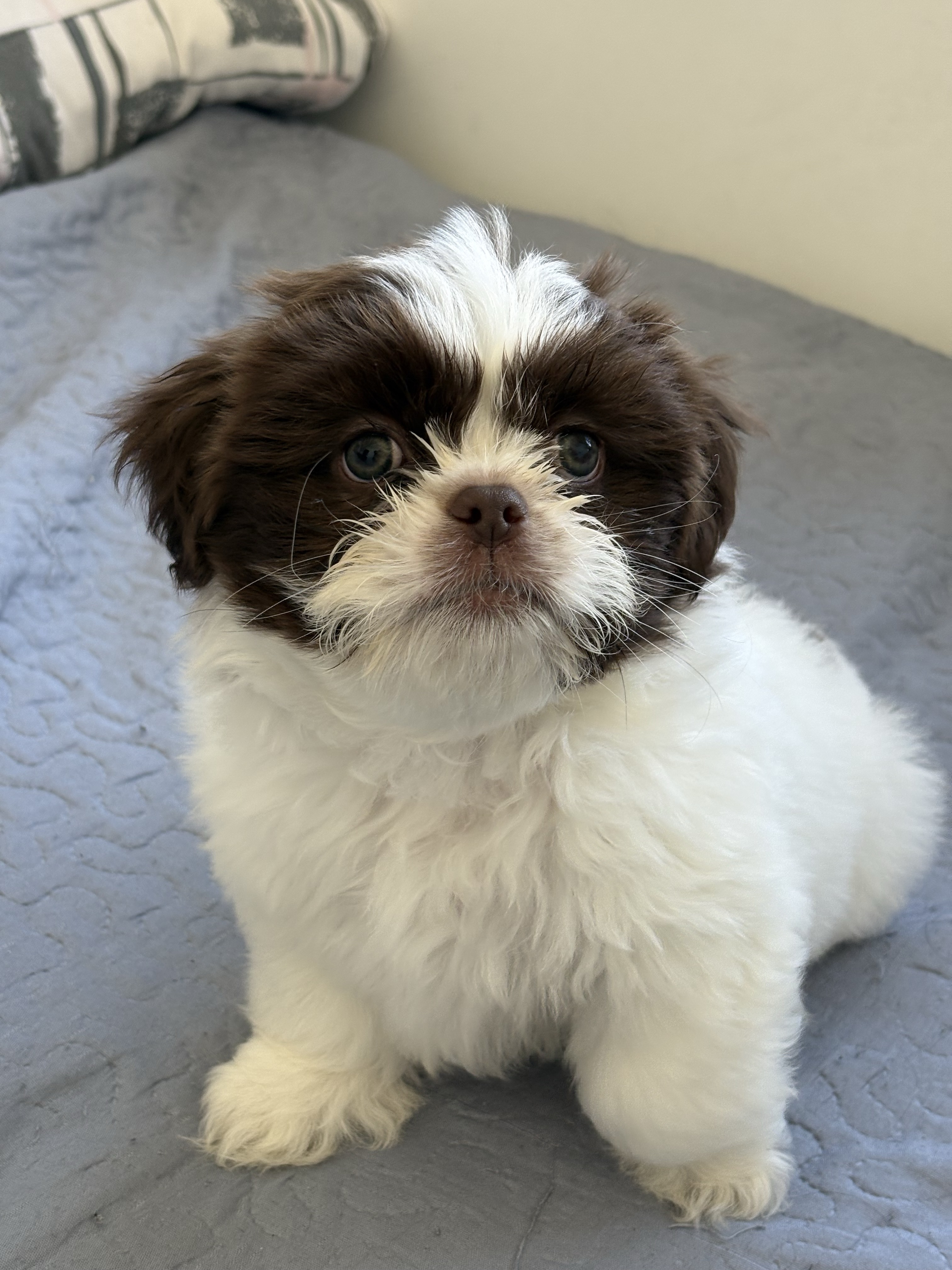 Filhote de Shih tzu macho  - Foto 1