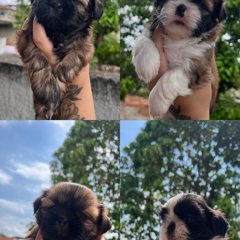 Filhotes shih tzu