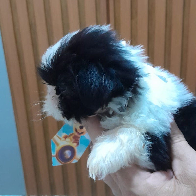 Lindos filhotes de Shih Tzu com 48 dias ,vermifugados e comendo ração,informações 21 97987 3433 zap - Foto 4