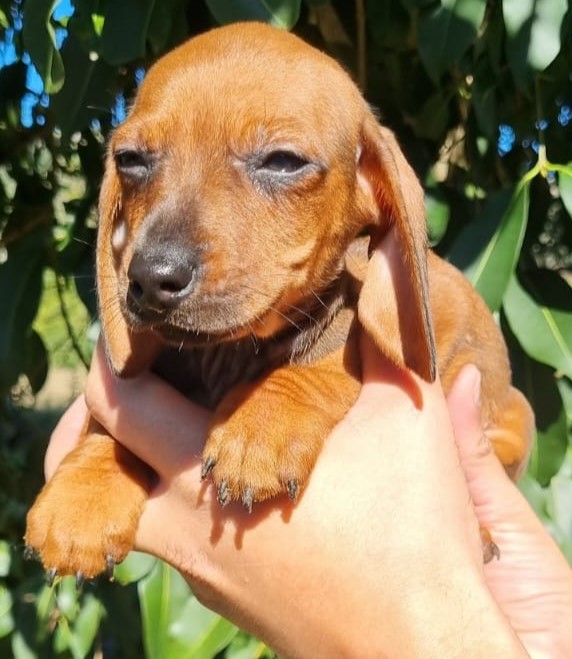 Dachshund Piebald - Foto 5