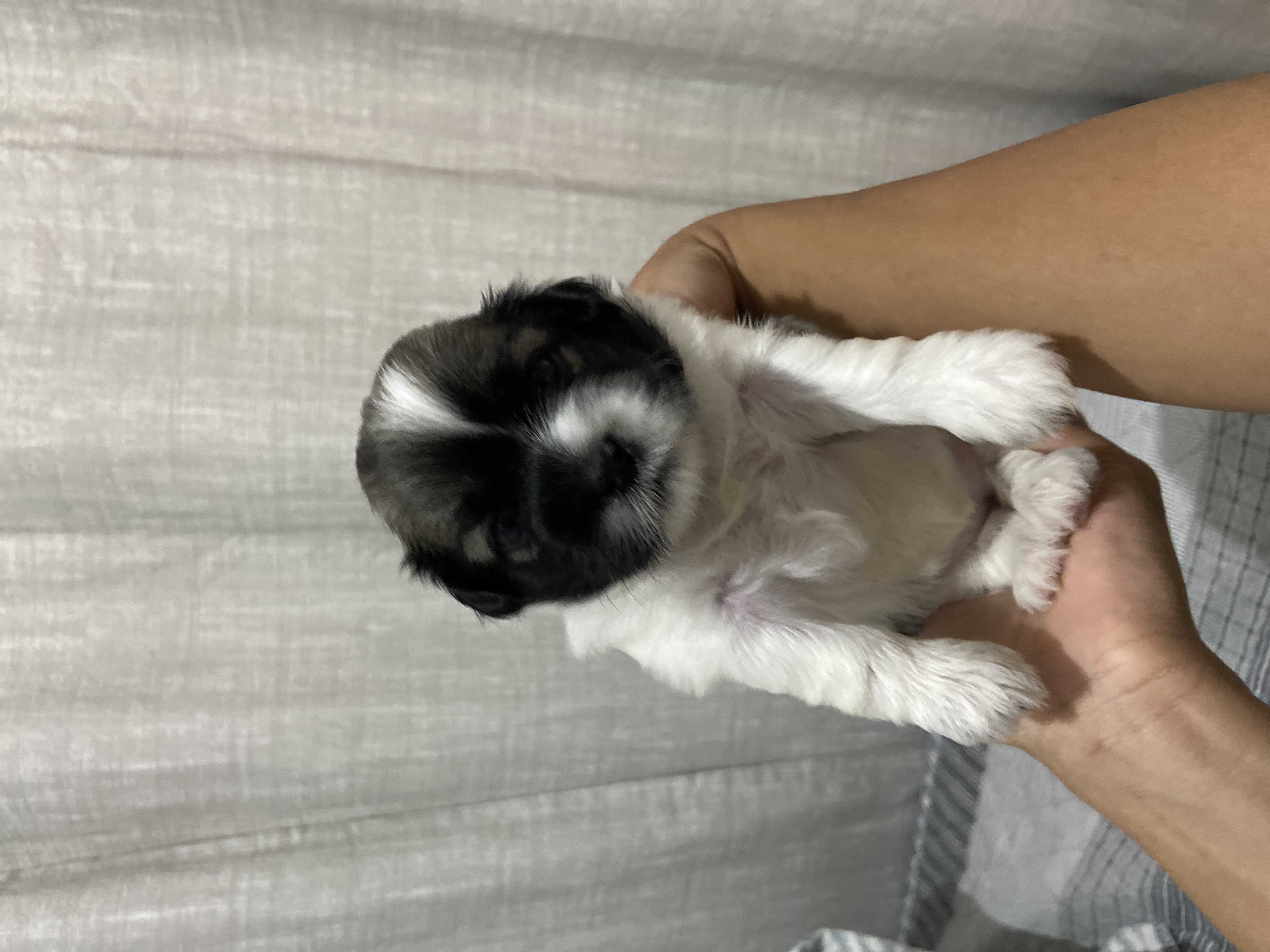 Portal Vendocão FILHOTES SHIH TZU Aracaju