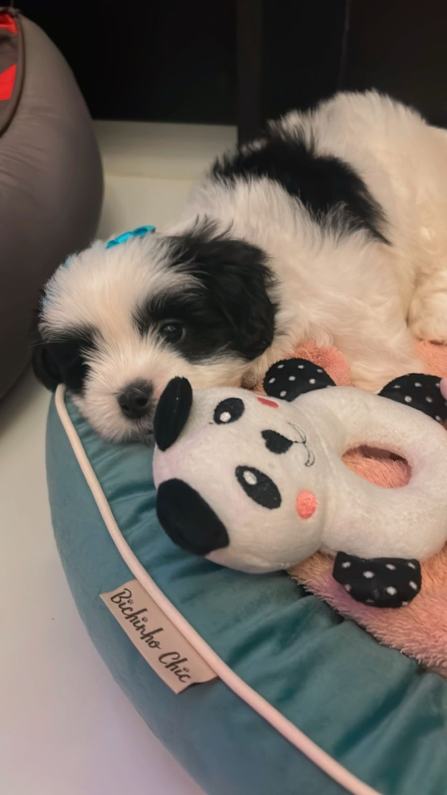 Portal Vendocão Lhasa apso fêmea filhote  Campo magro 
