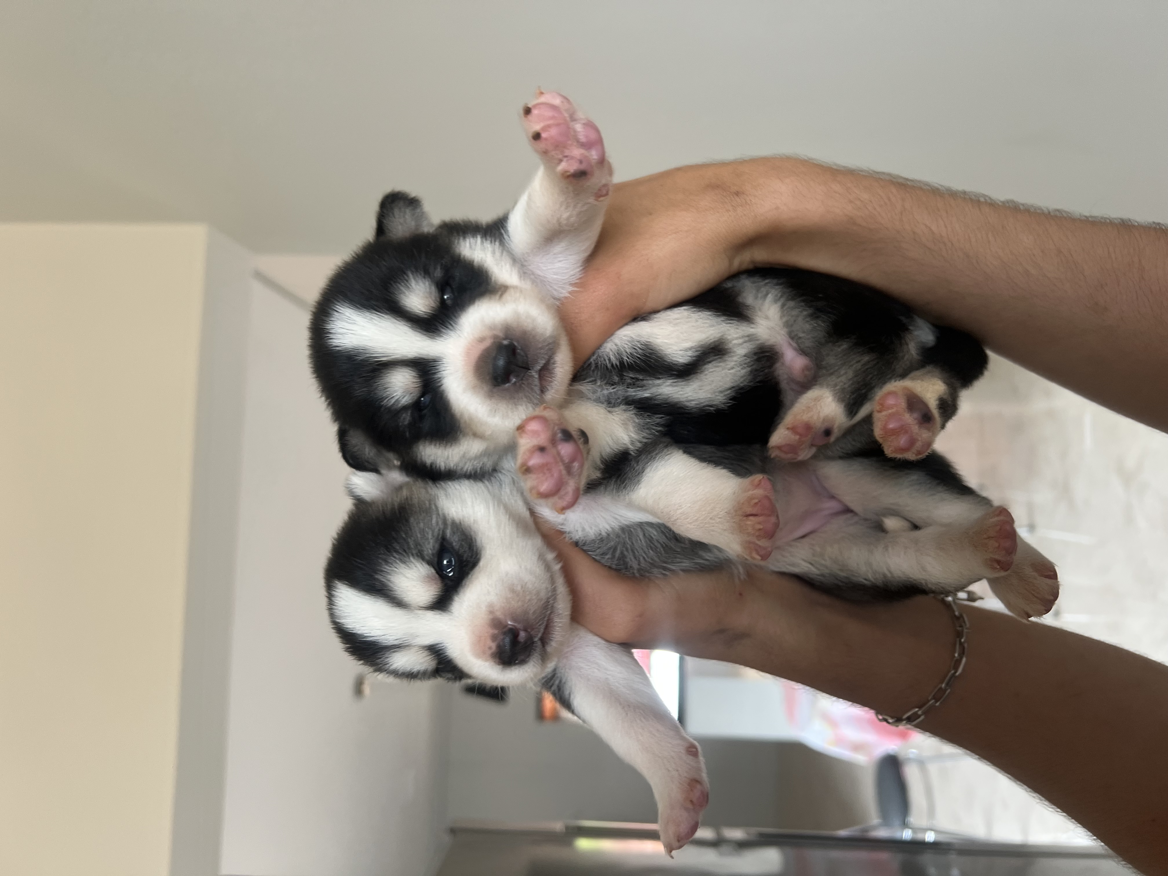 Portal Vendocão Husky siberiano puros Campo Mourão Paraná 