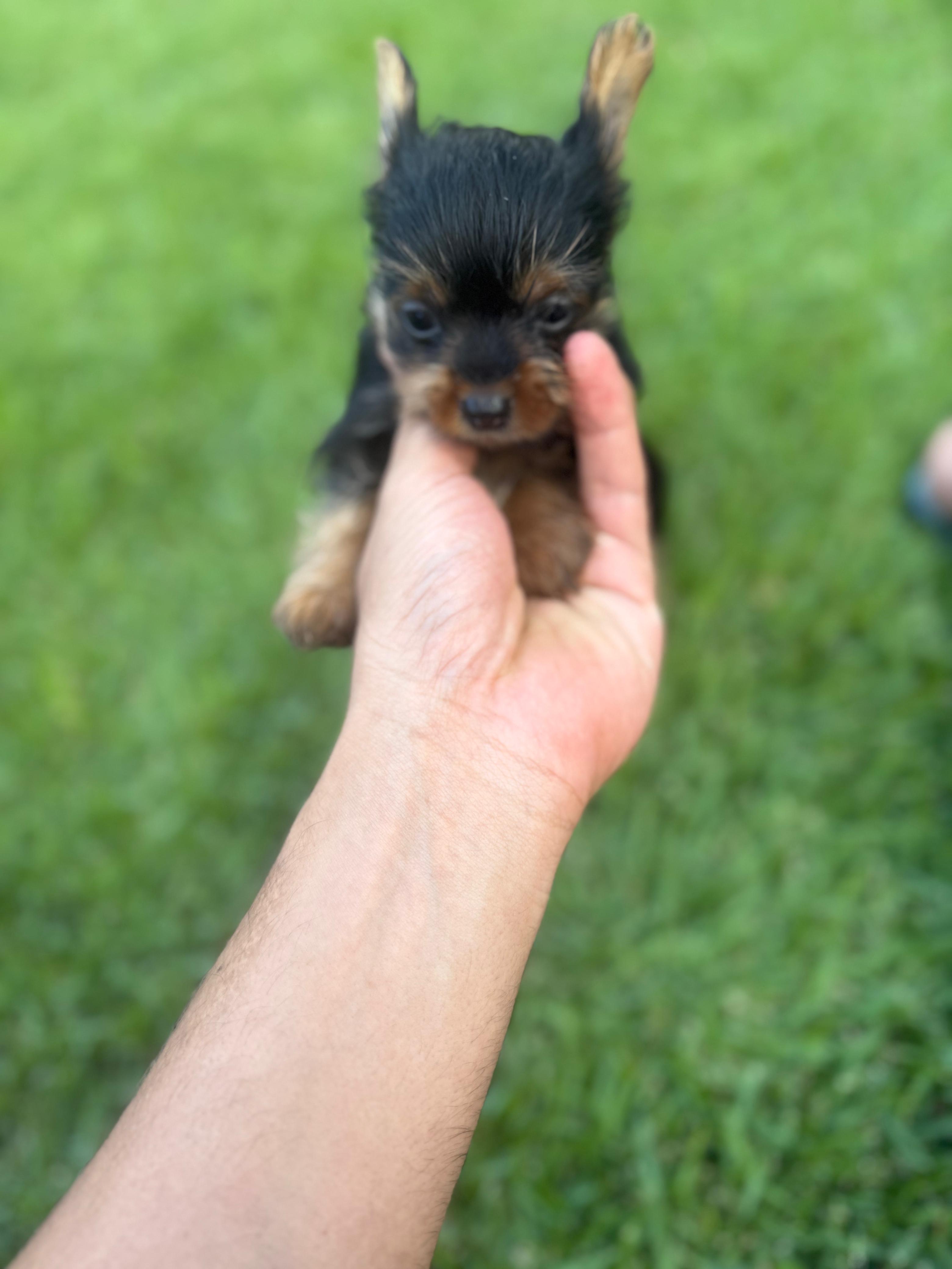 Vendo filhotes de Yorkshire terrier bibelô (minis) - Foto 2