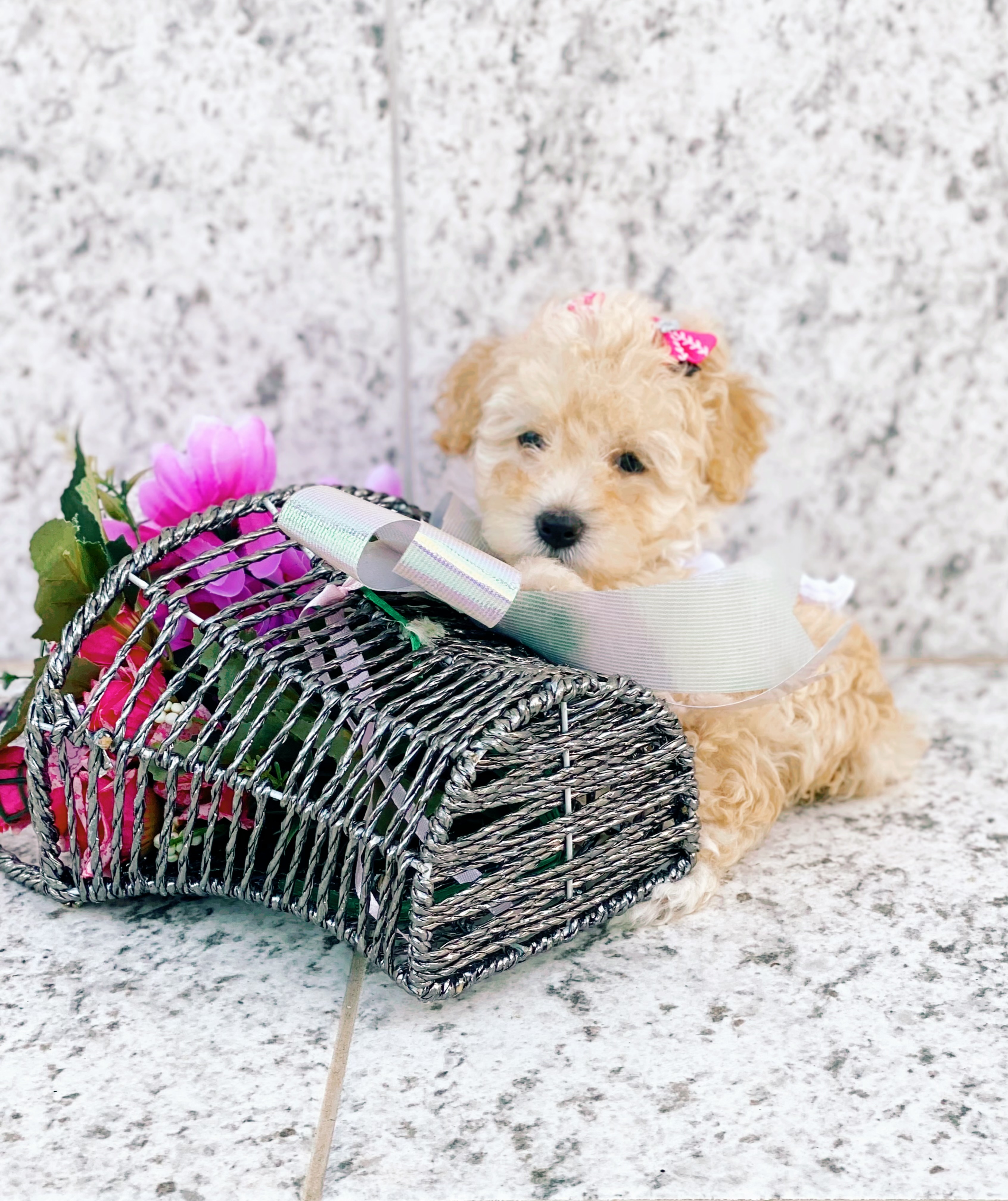 Portal Vendocão Filhote fêmea poodle toy pedigree Rio de Janeiro 