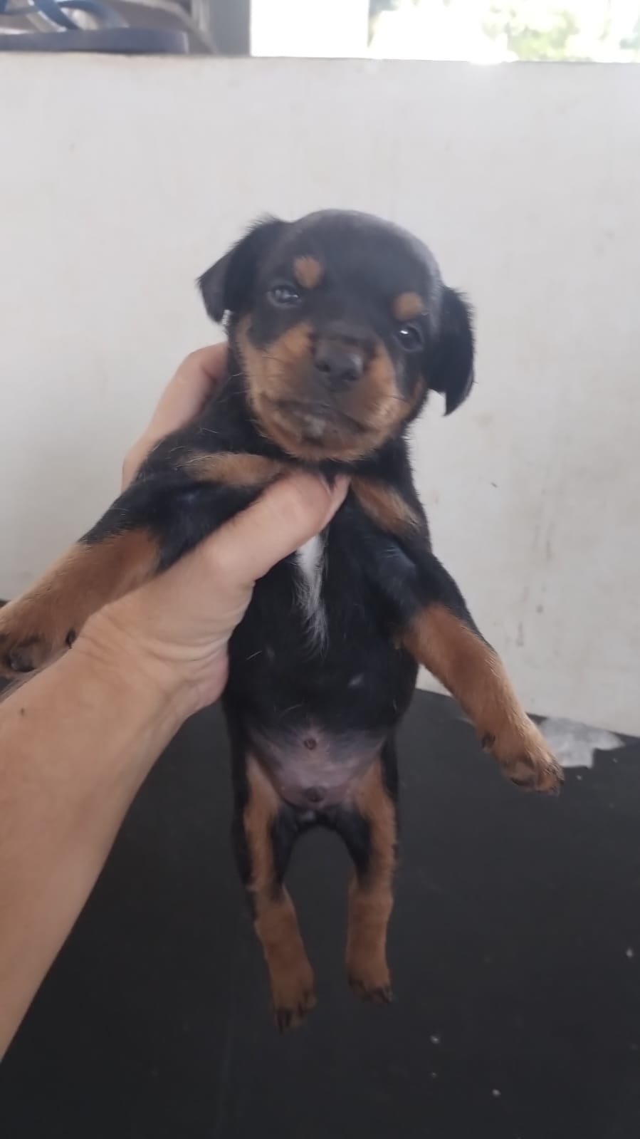 Portal Vendocão Filhote de fox paulistinha  Boa vista 