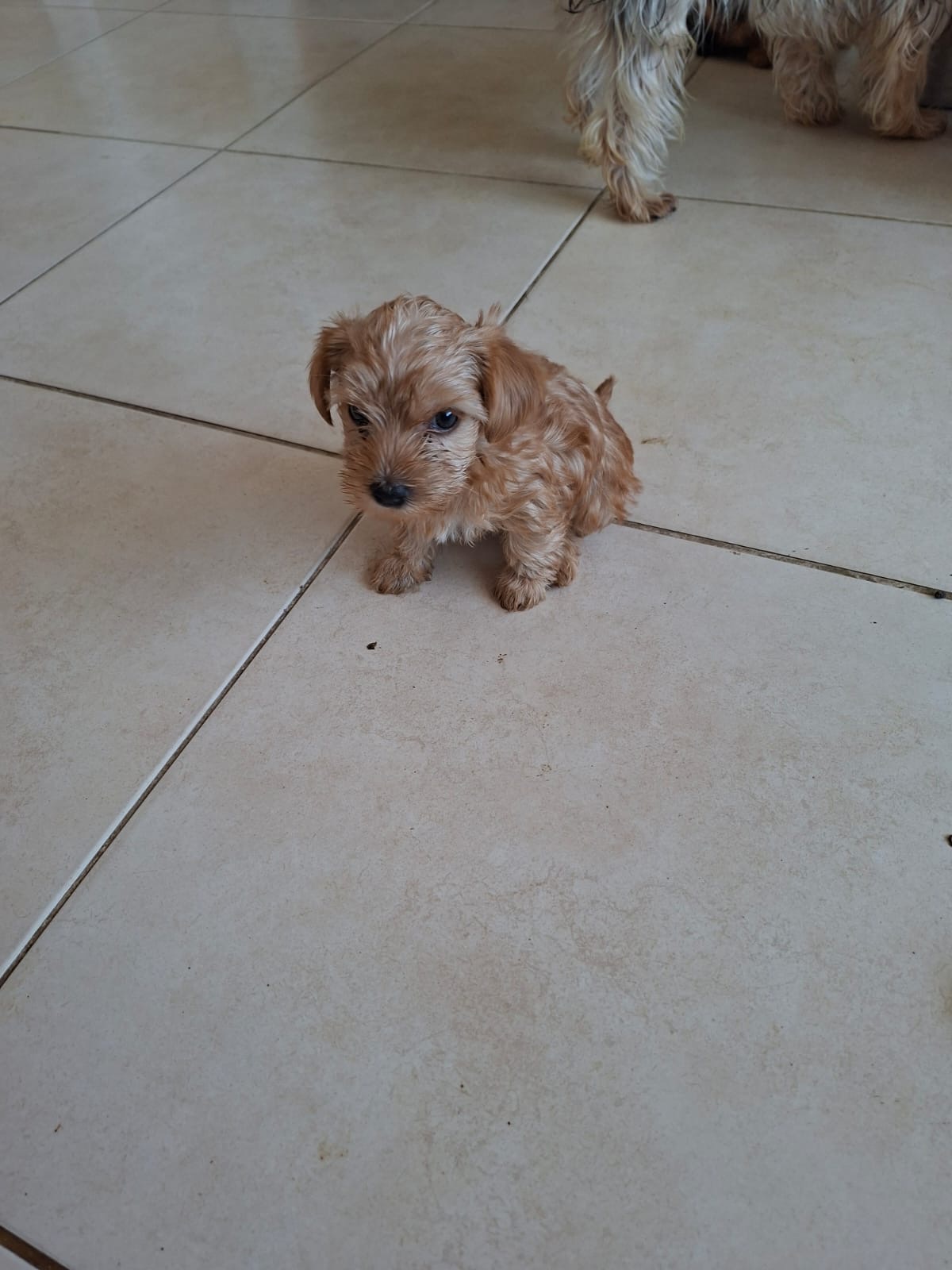 Vendo filhotes yorkshire terrier  - Foto 5