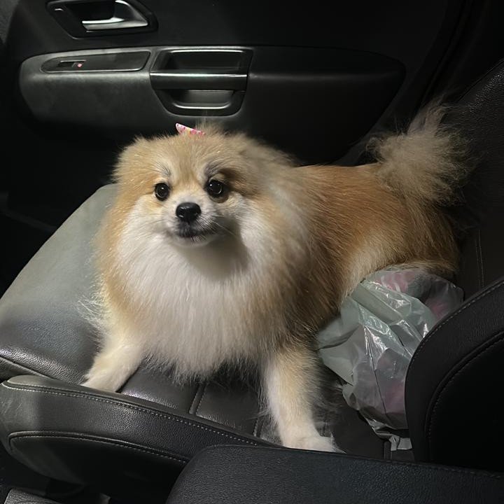 Lulu da Pomerânia Fêmea – 2 Anos