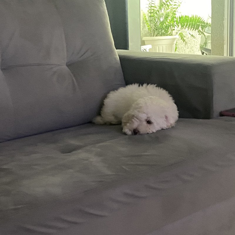 Poodle macho toy