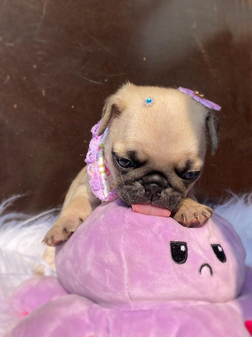 Portal Vendocão Pug fêmeas disponíveis!🩷🌸🐶 Ponta grossa