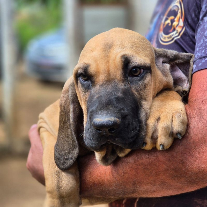 Lindos filhotes de fila Brasileiro - Foto 1