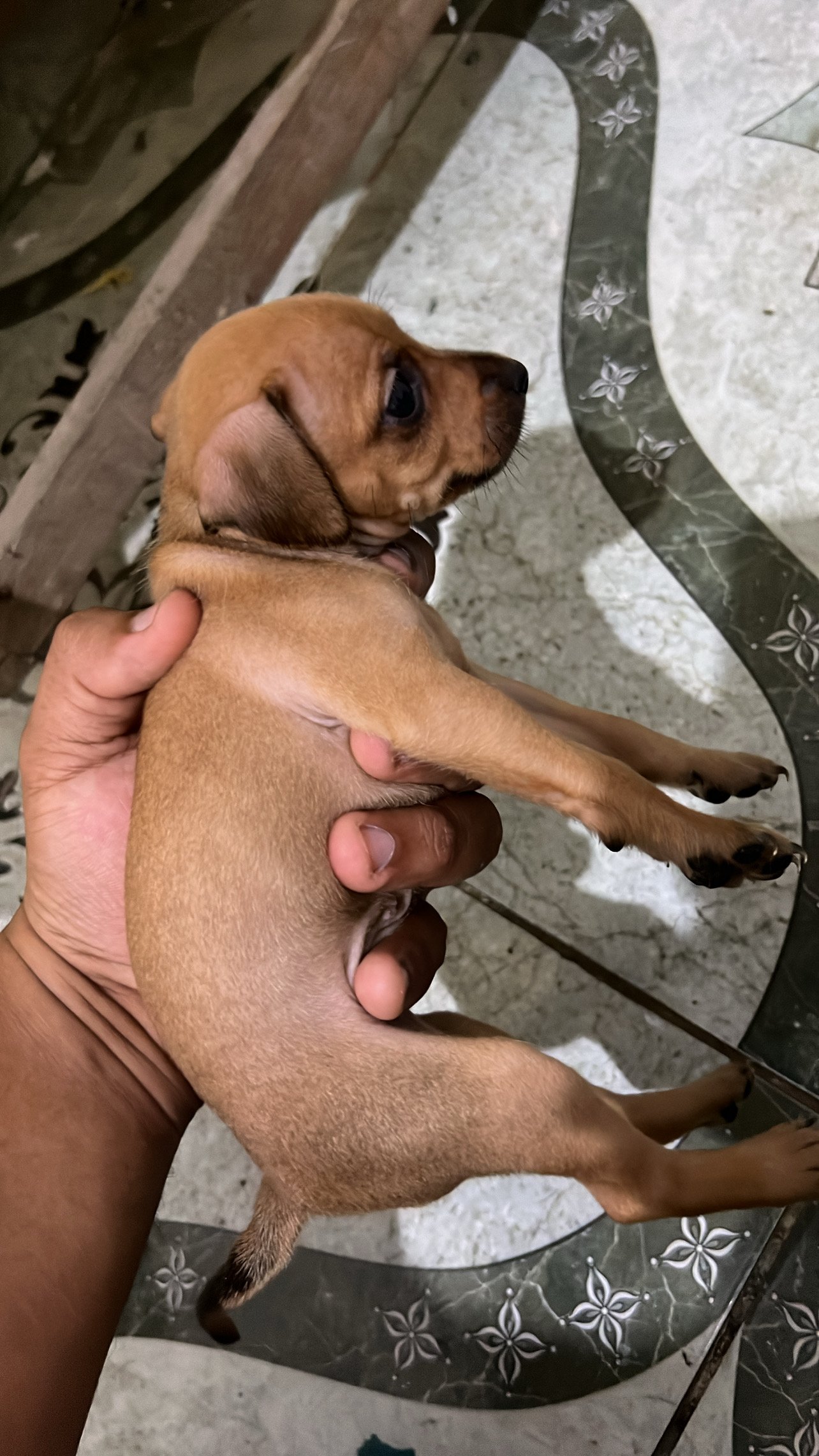 Filhotes de Pinscher!! - Foto 2