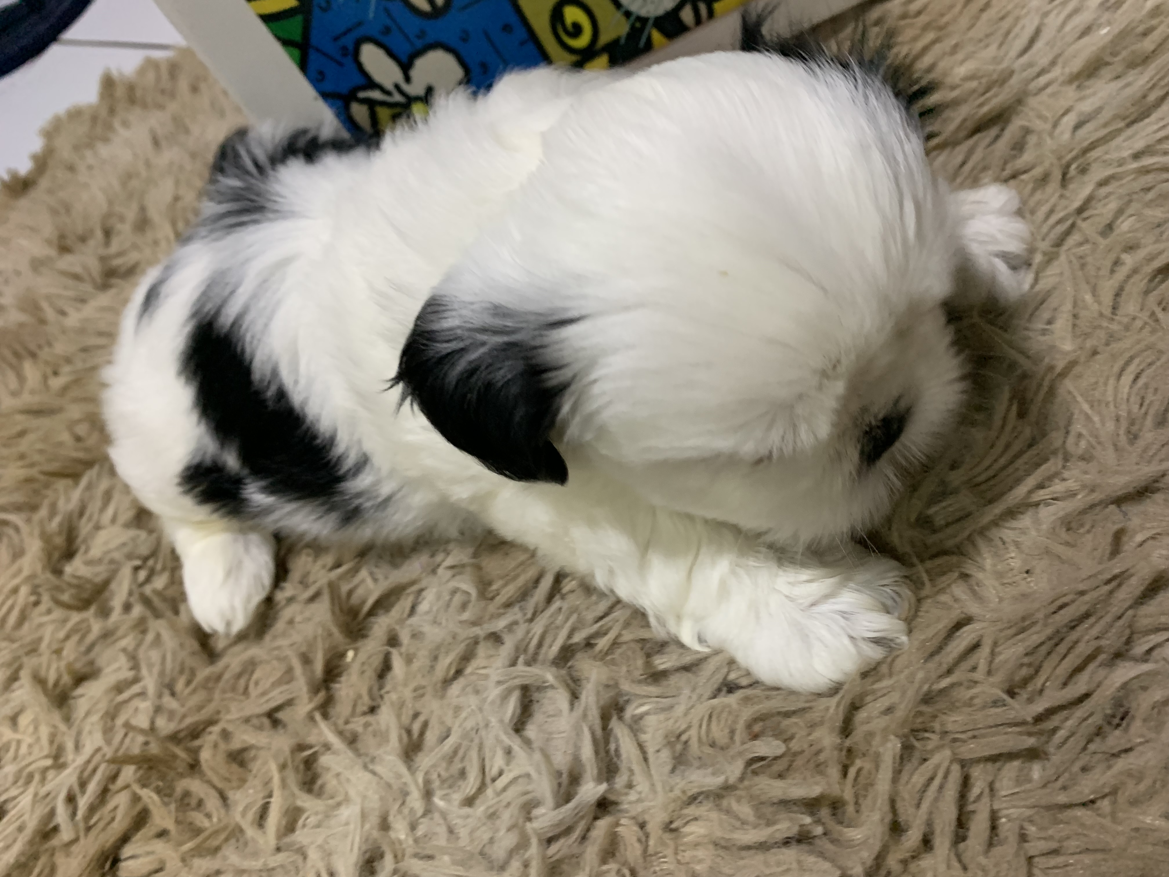 Portal Vendocão Vende-se filhotes de shih tzu machos Feira de Santana 