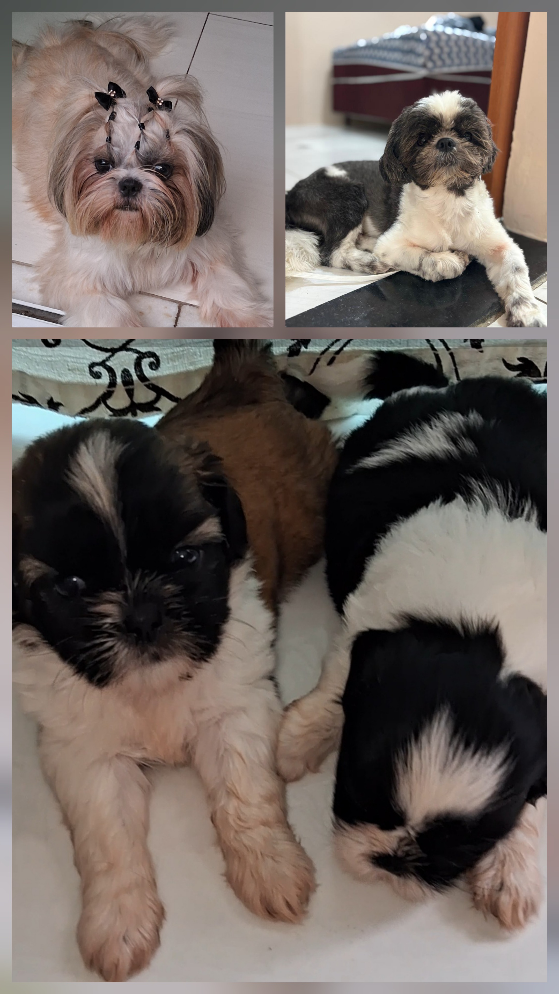 Vendo filhotes de shih tzu