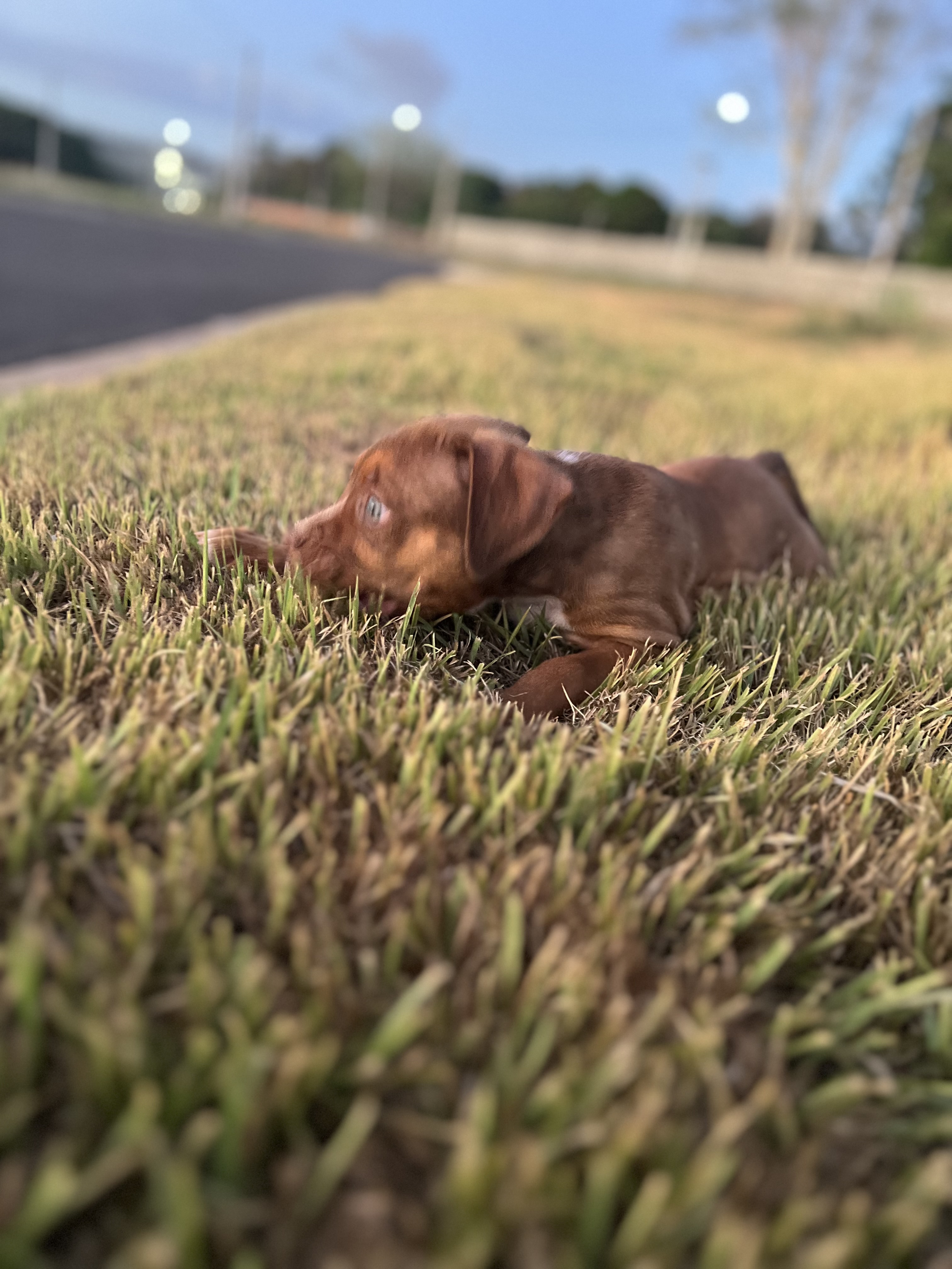 Portal Vendocão Vendo pitbull/monster  Teresina 