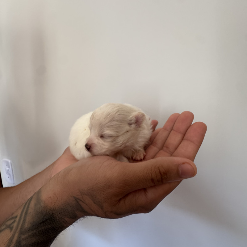 Vendo 4 filhotes de Lulu da Pomerânia - Foto 4