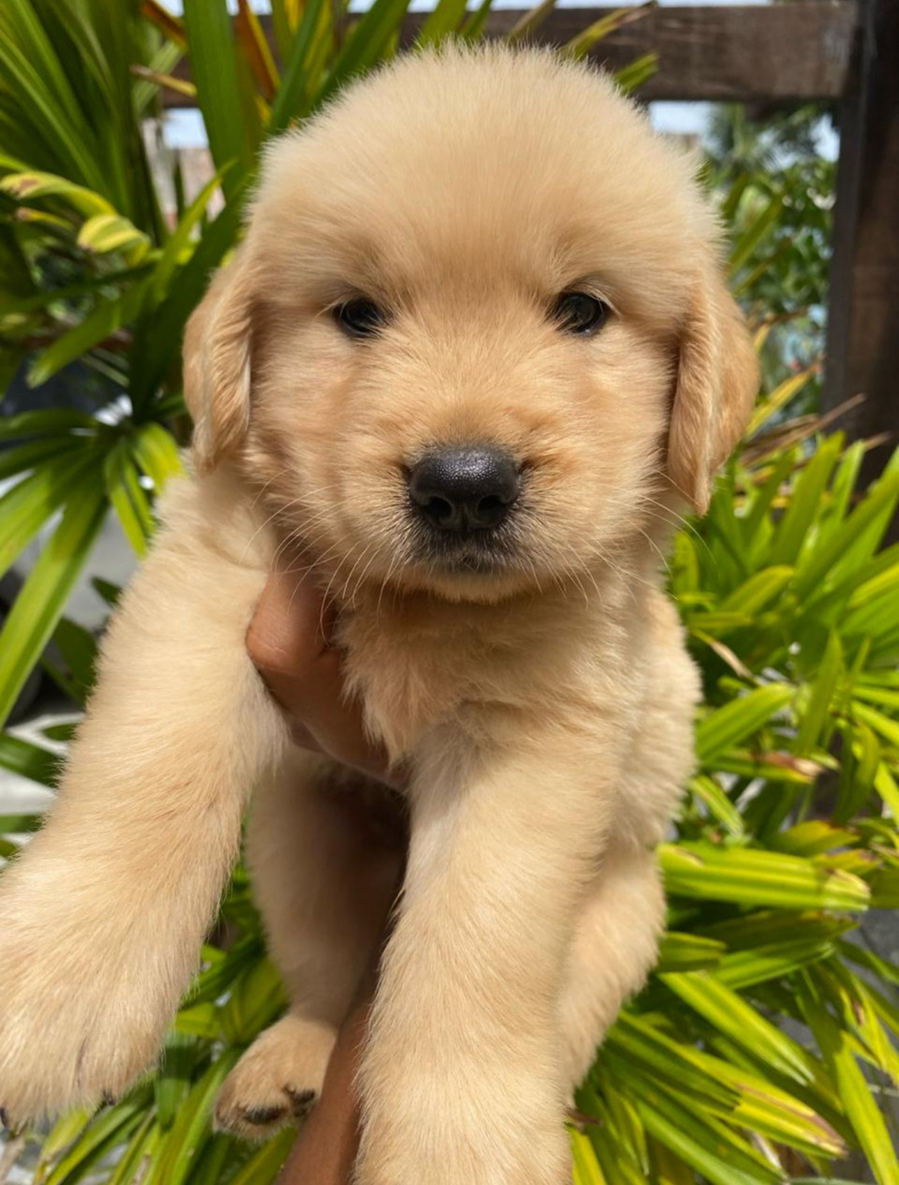 Portal Vendocão Filhotes de Golden Retriever  Guarapari 