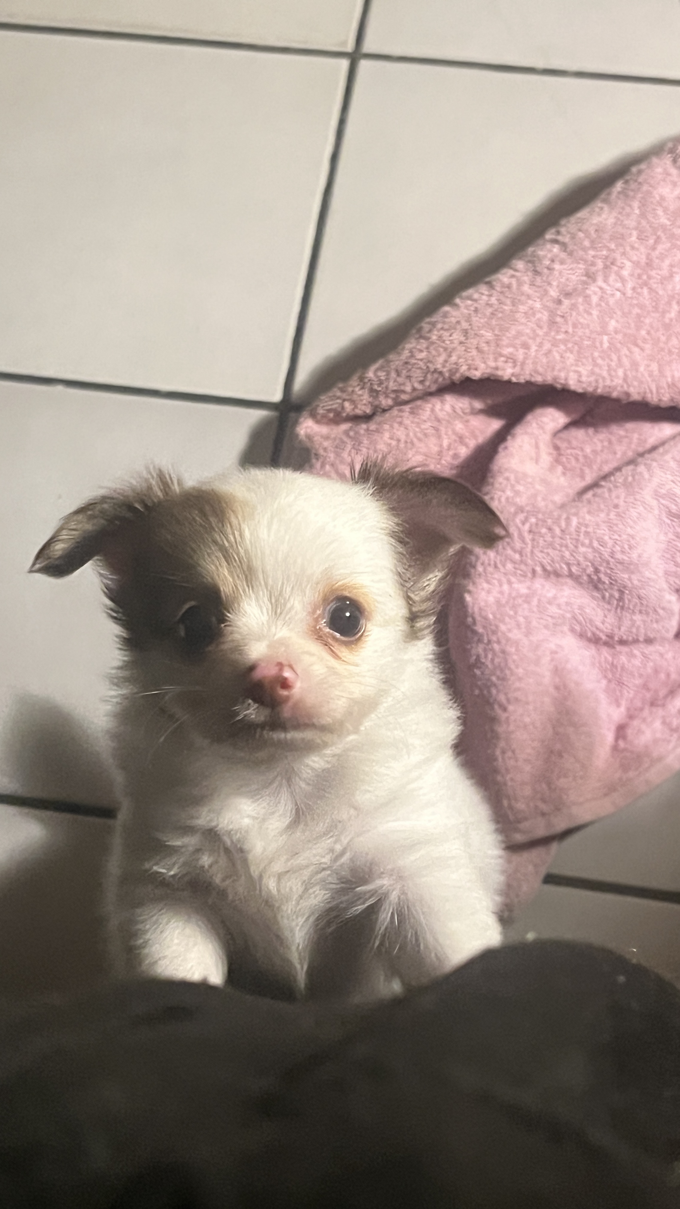 Portal Vendocão Chihuahua macho pelo longo Belem