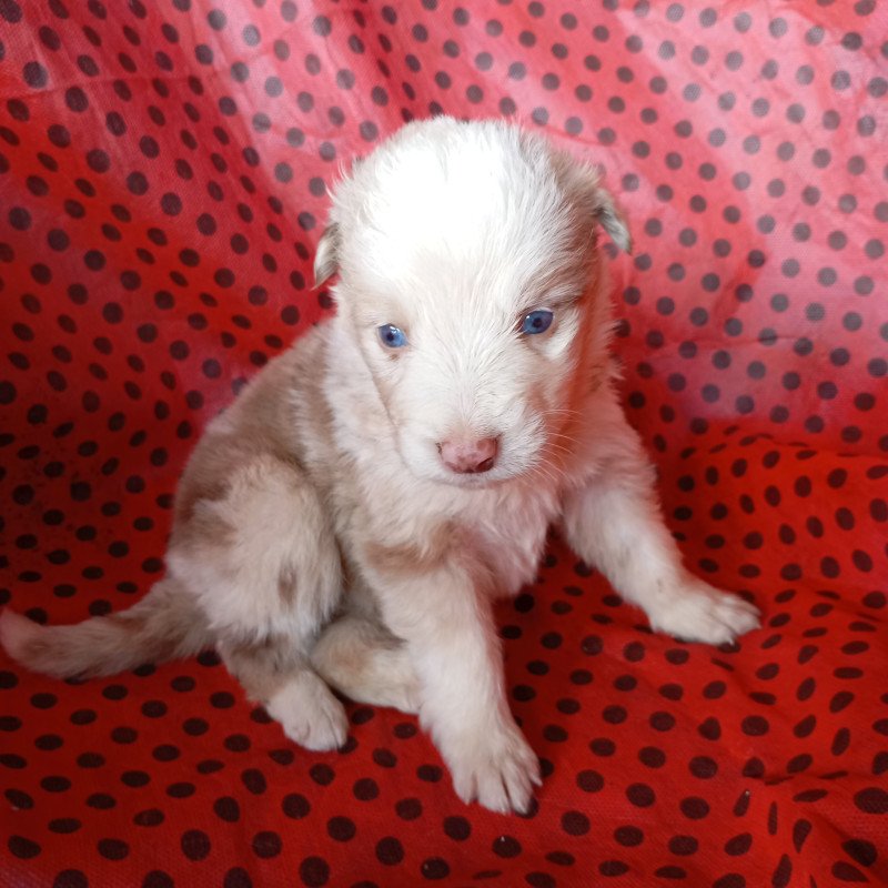 LINDOS FILHOTES DE BORDER, PUROS, DE OLHOS AZUIS - Foto 3