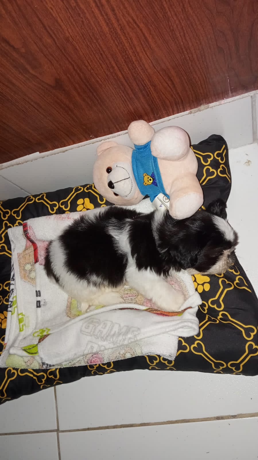 Filhote de Shih Tzu - Foto 2