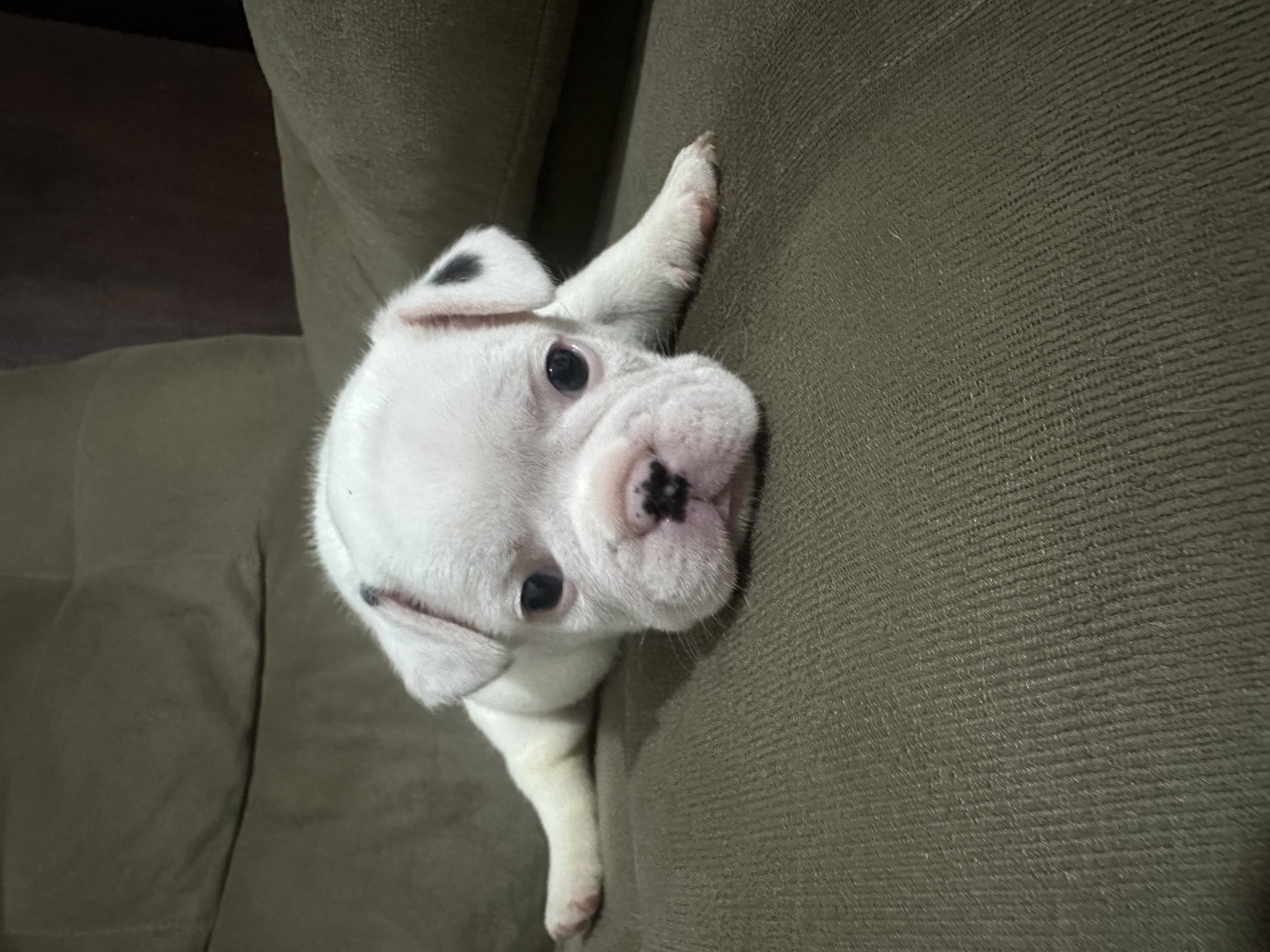 Vendo buldogue francês  - Foto 3