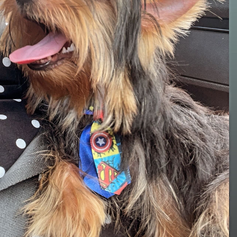 Lindo cachorrinho,mansinho e muito carinhoso ,machinho - Foto 1