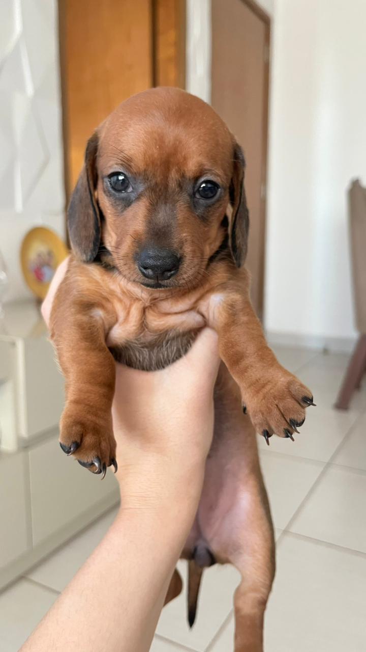 Portal Vendocão Filhotes de Dachshund (Salsicha) Lindos e Puros! Porte Pequeno Goiânia