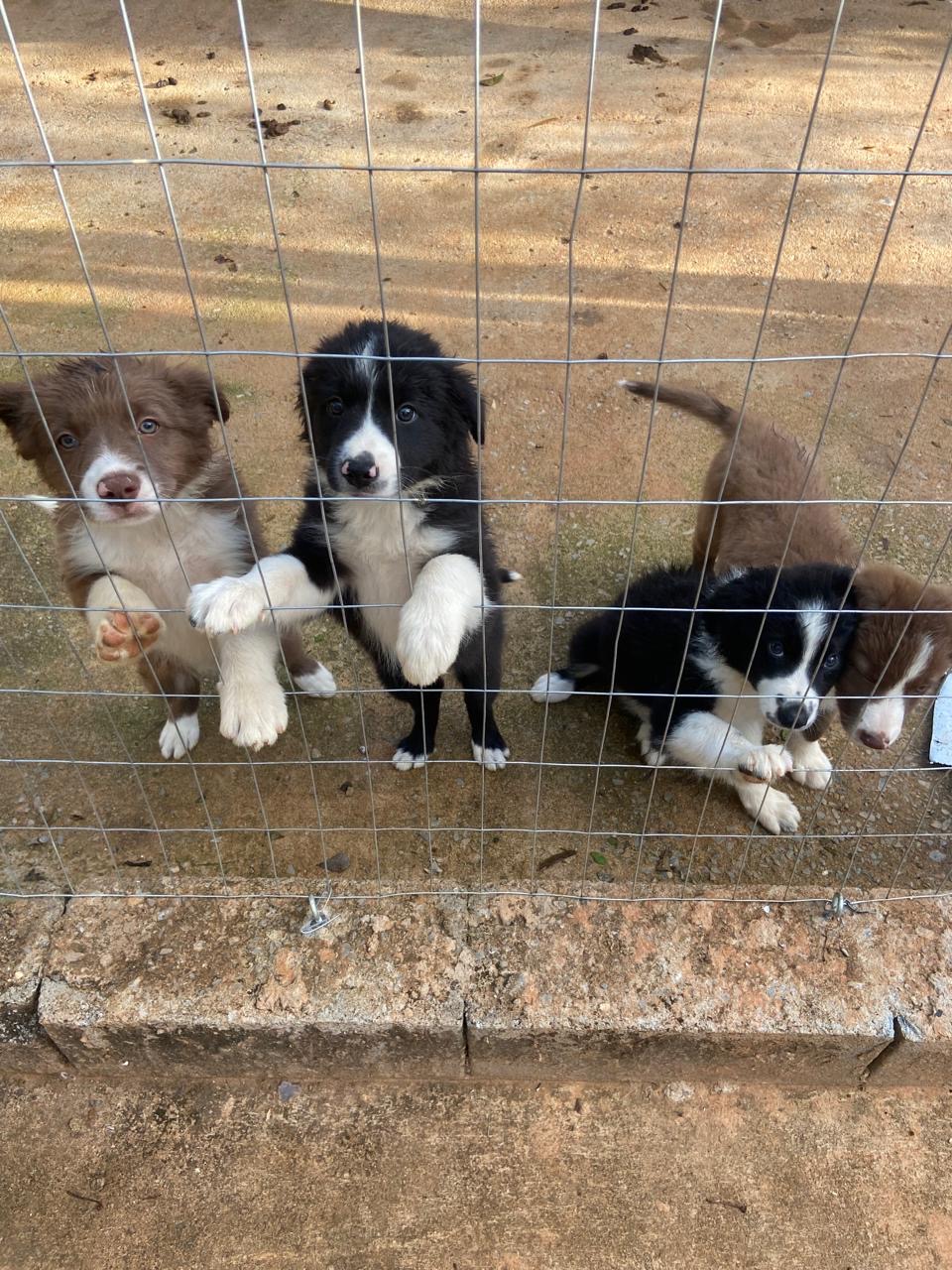Portal Vendocão Border Collie Belo Horizonte 