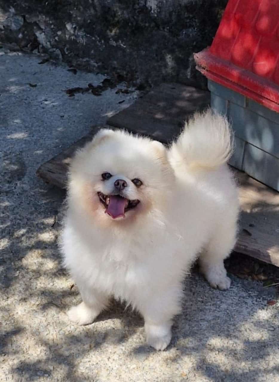 Portal Vendocão Filhotes lindos de lulu da pomerania para venda Betim